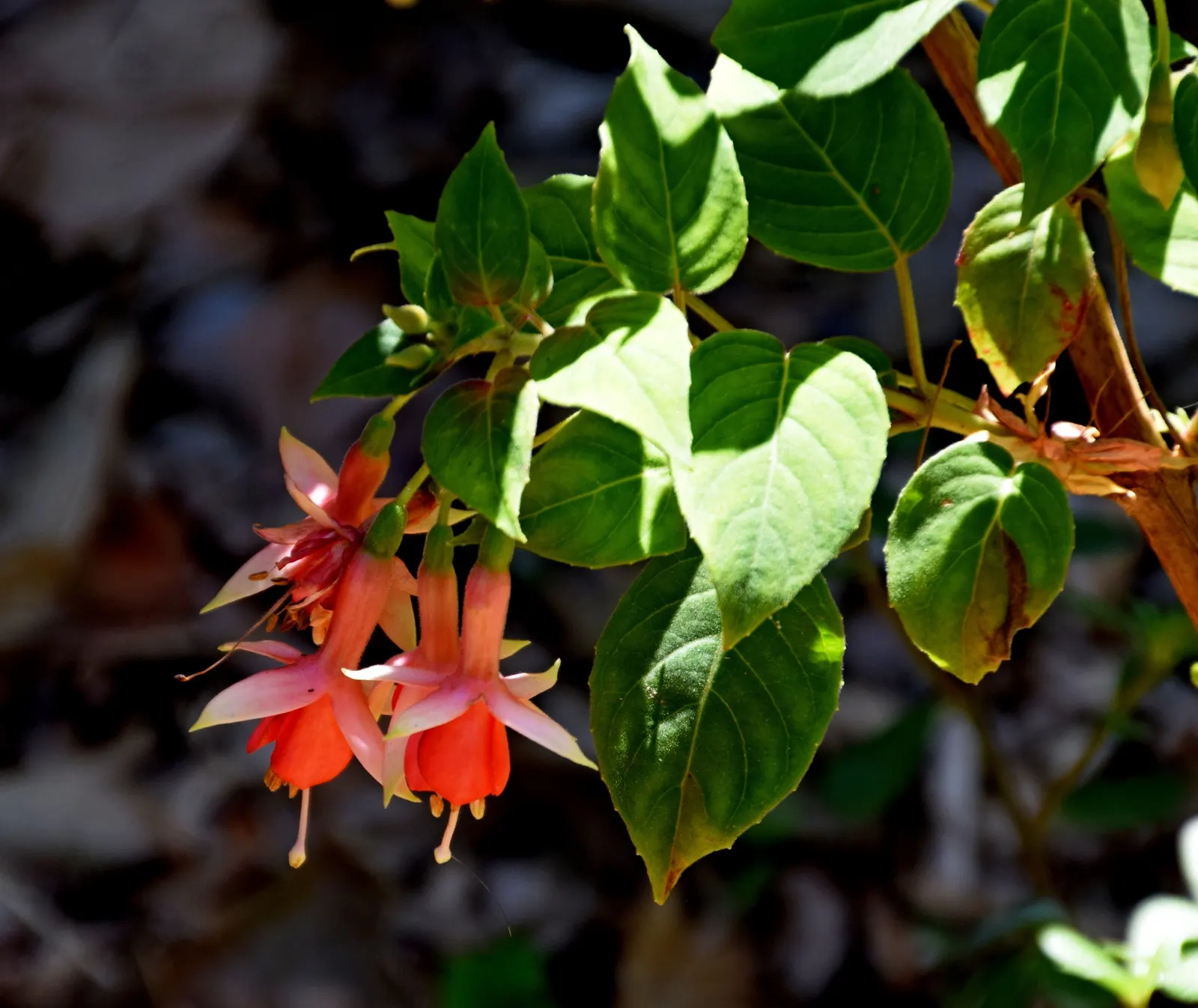 Hardy Fuchsia (Fuchsia Magellanica) — celebrated for its graceful; this resilient species thrives in USDA Hardiness Zones 6 to 9, image 91