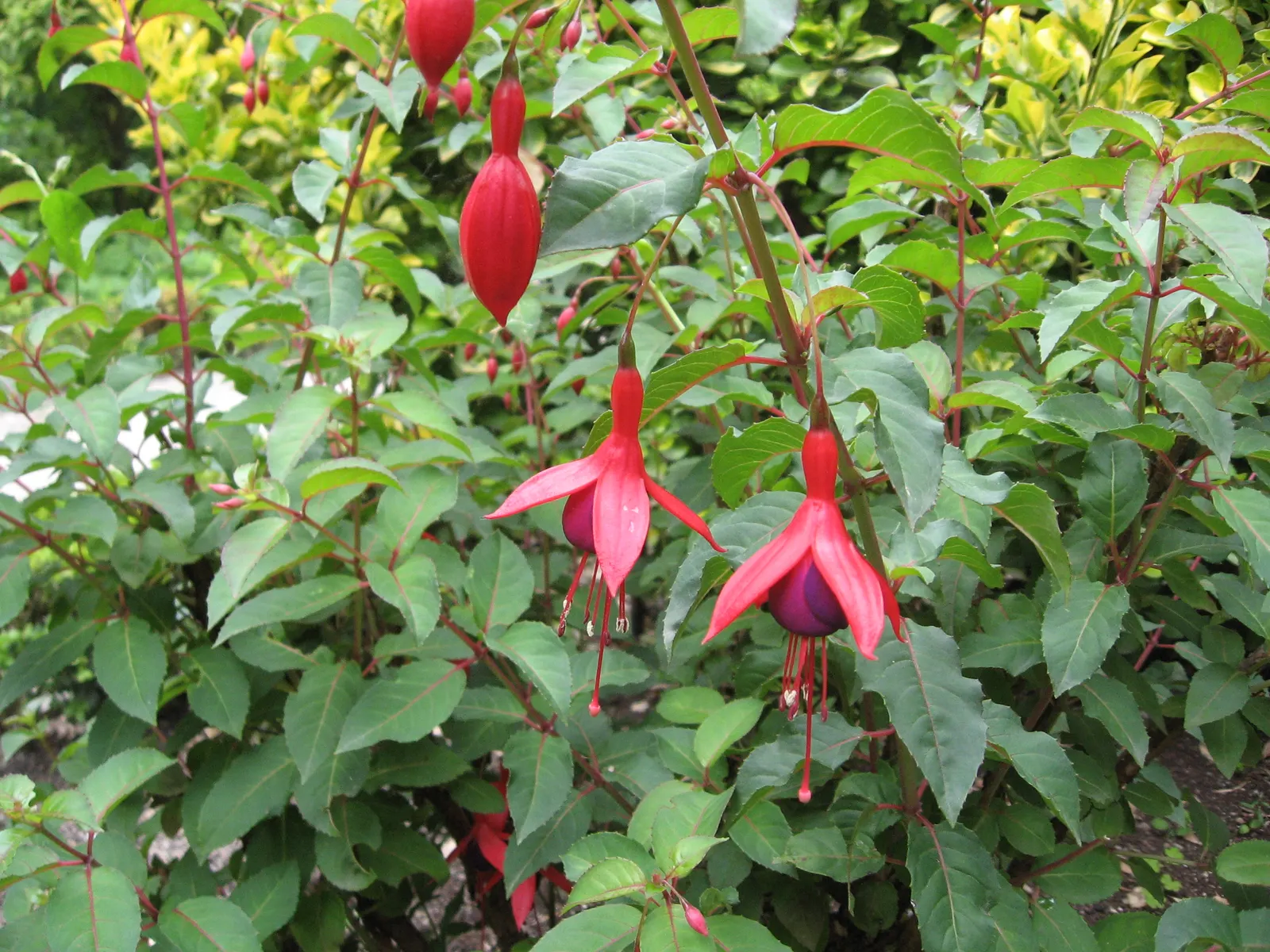 Hardy Fuchsia (Fuchsia Magellanica) — Prefers partial shade and moist, well-drained soil
