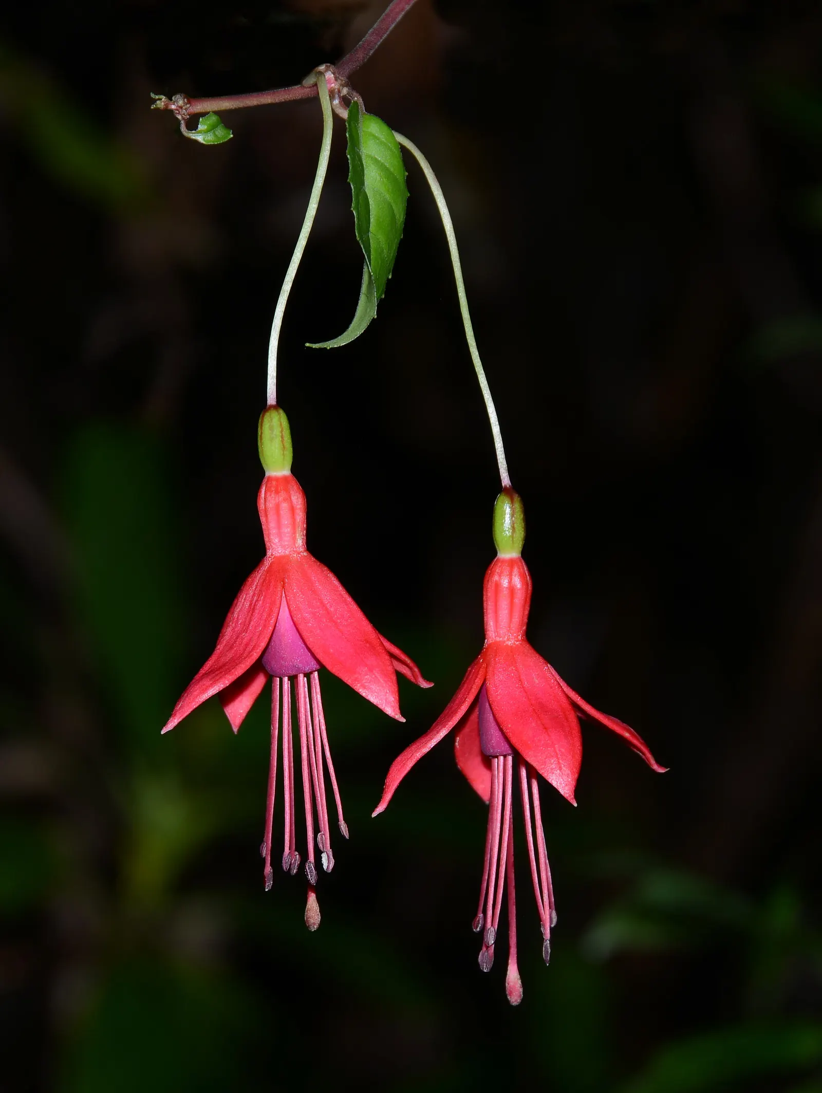 Hardy Fuchsia (Fuchsia Magellanica) — The Hardy Fuchsia (Fuchsia magellanica) is a resilient, deciduous shrub, flourishing in zones 6-9; bloom, image 82