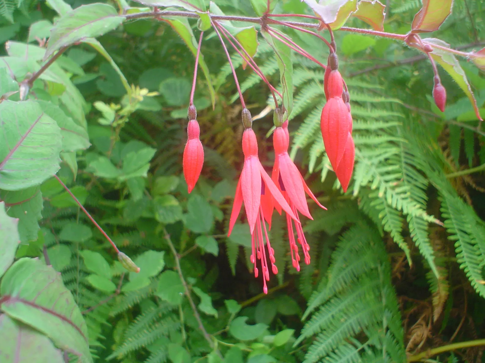 Hardy Fuchsia (Fuchsia Magellanica) — with deep purple corollas and red sepals; hardy Fuchsia prefers a location with partial shade, image 84