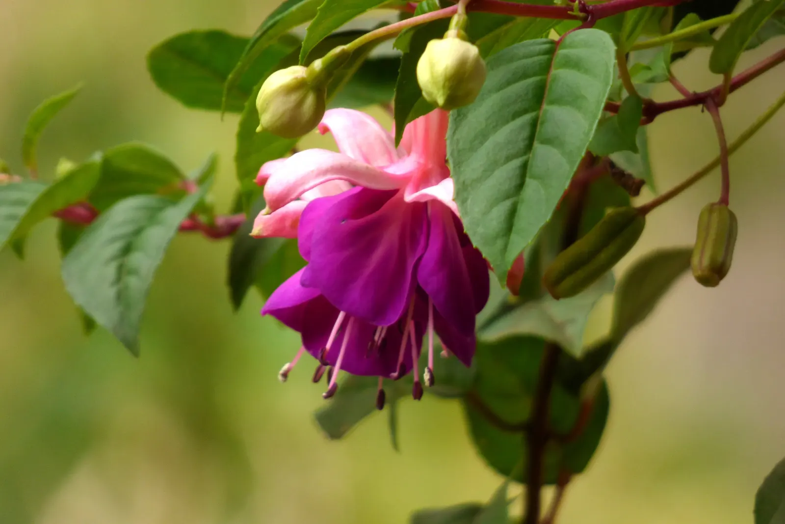 Hardy Fuchsia (Fuchsia Magellanica) — celebrated for its graceful; this resilient species thrives in USDA Hardiness Zones 6 to 9