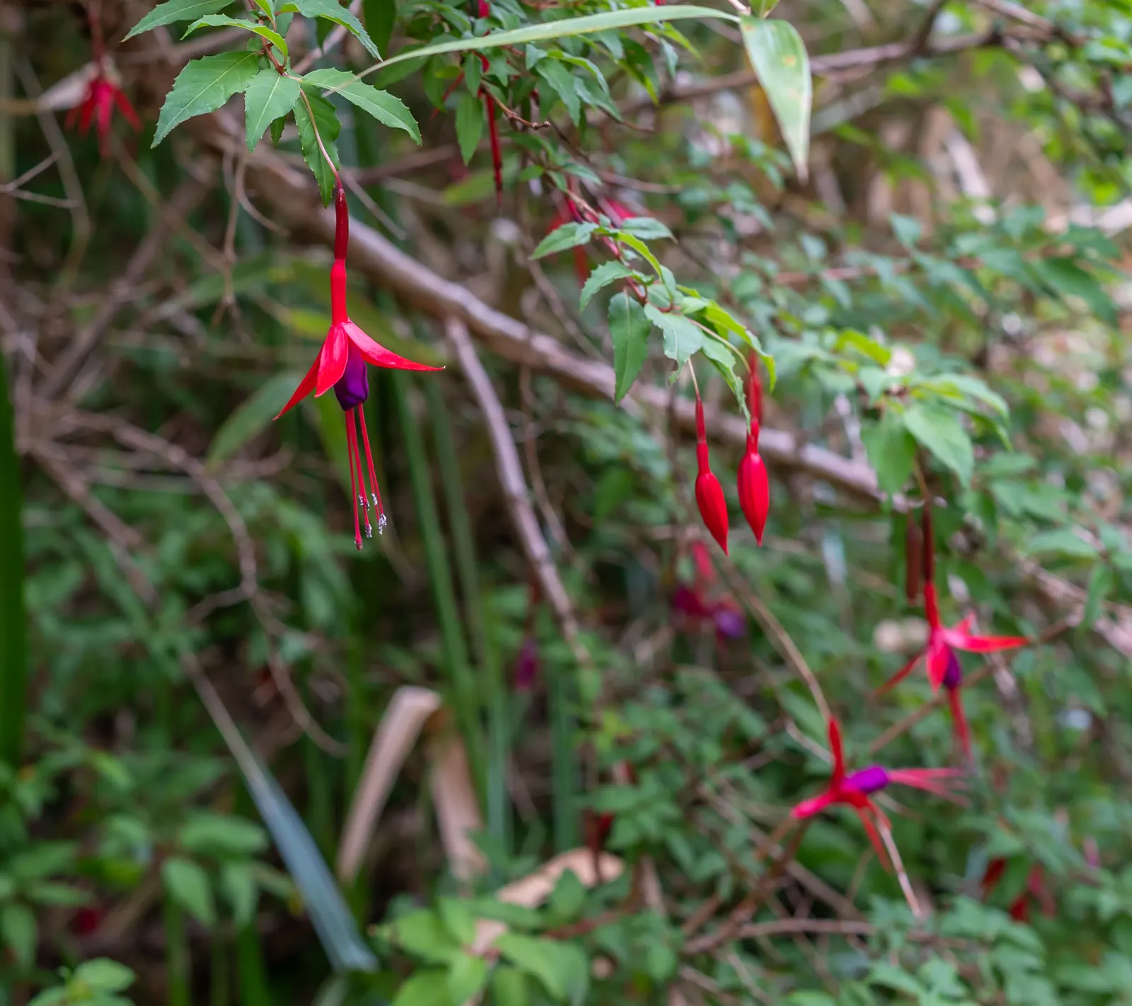Hardy Fuchsia (Fuchsia Magellanica) — is a robust deciduous shrub; ideal for borders or as an accent plant, image 90