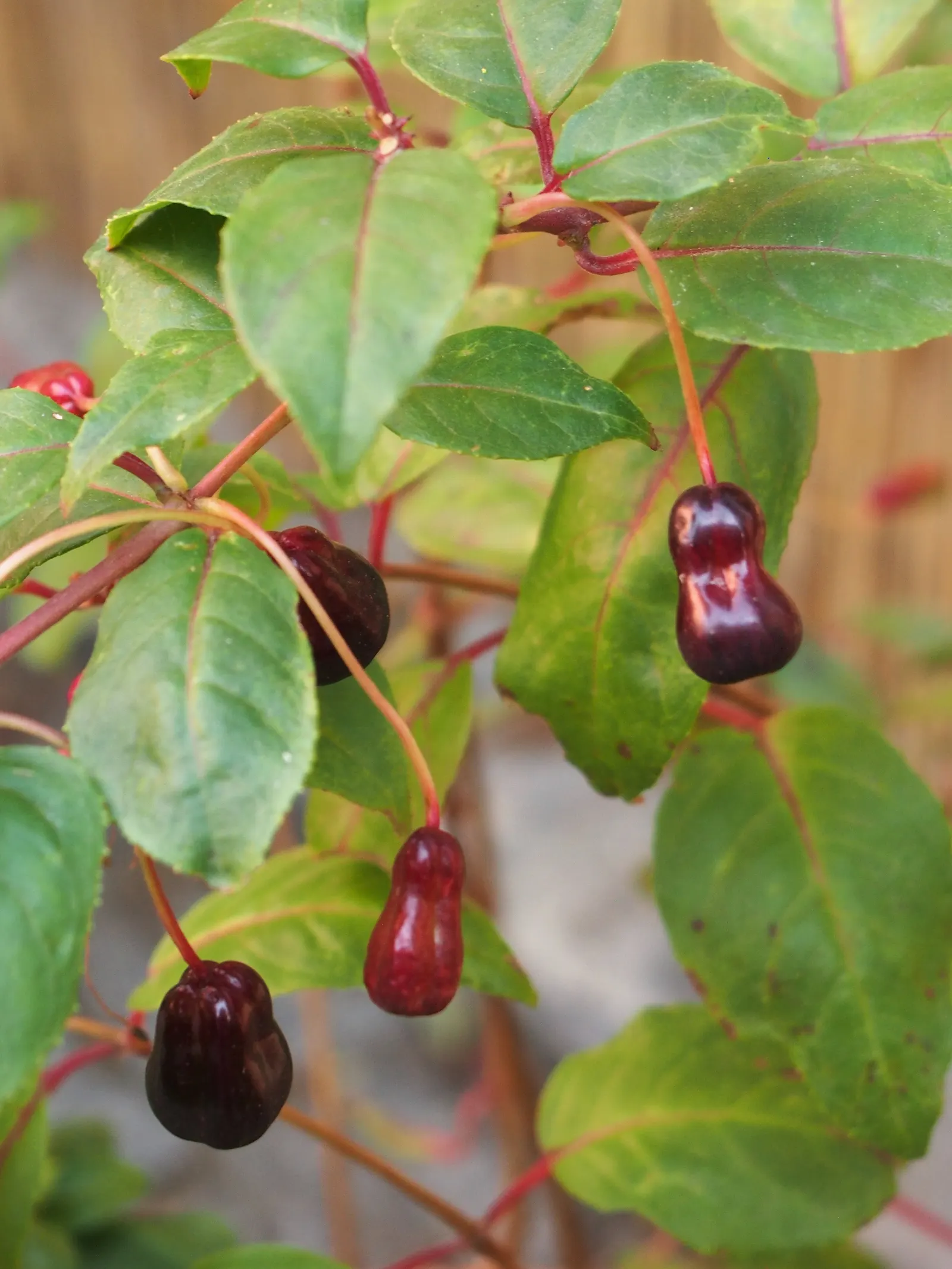 Hardy Fuchsia (Fuchsia Magellanica) — It offers an elegant, cascading habit when planted atop retaining walls or in elevated containers; the, image 76