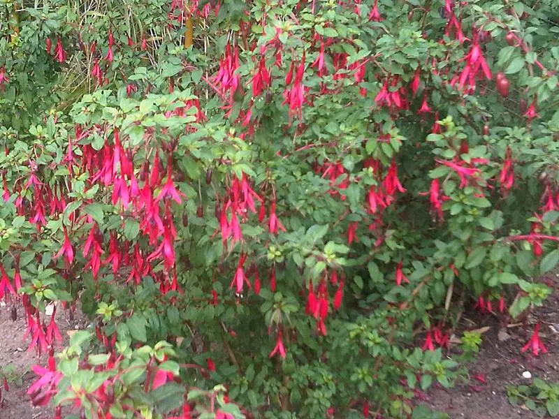 Hardy Fuchsia (Fuchsia Magellanica) — The Hardy Fuchsia (Fuchsia magellanica) is a resilient, deciduous shrub, flourishing in zones 6-9; bloom profusely from