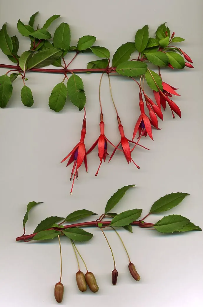 Hardy Fuchsia (Fuchsia Magellanica) — Ideally, it should be planted in rich, moist, well-drained soil; it reaches 4-10 feet in height with a spread, image 74