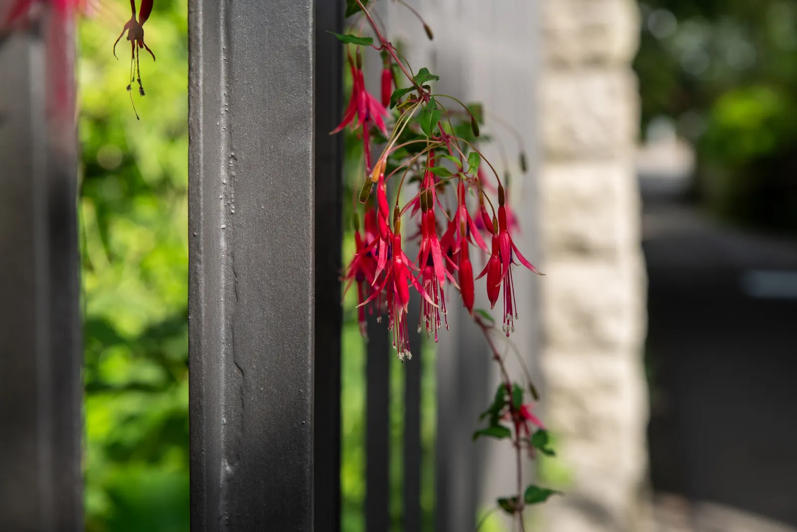 Hardy Fuchsia (Fuchsia Magellanica) — arching branches with small lance-shaped leaves that are approximately 1 to 3 inches in length