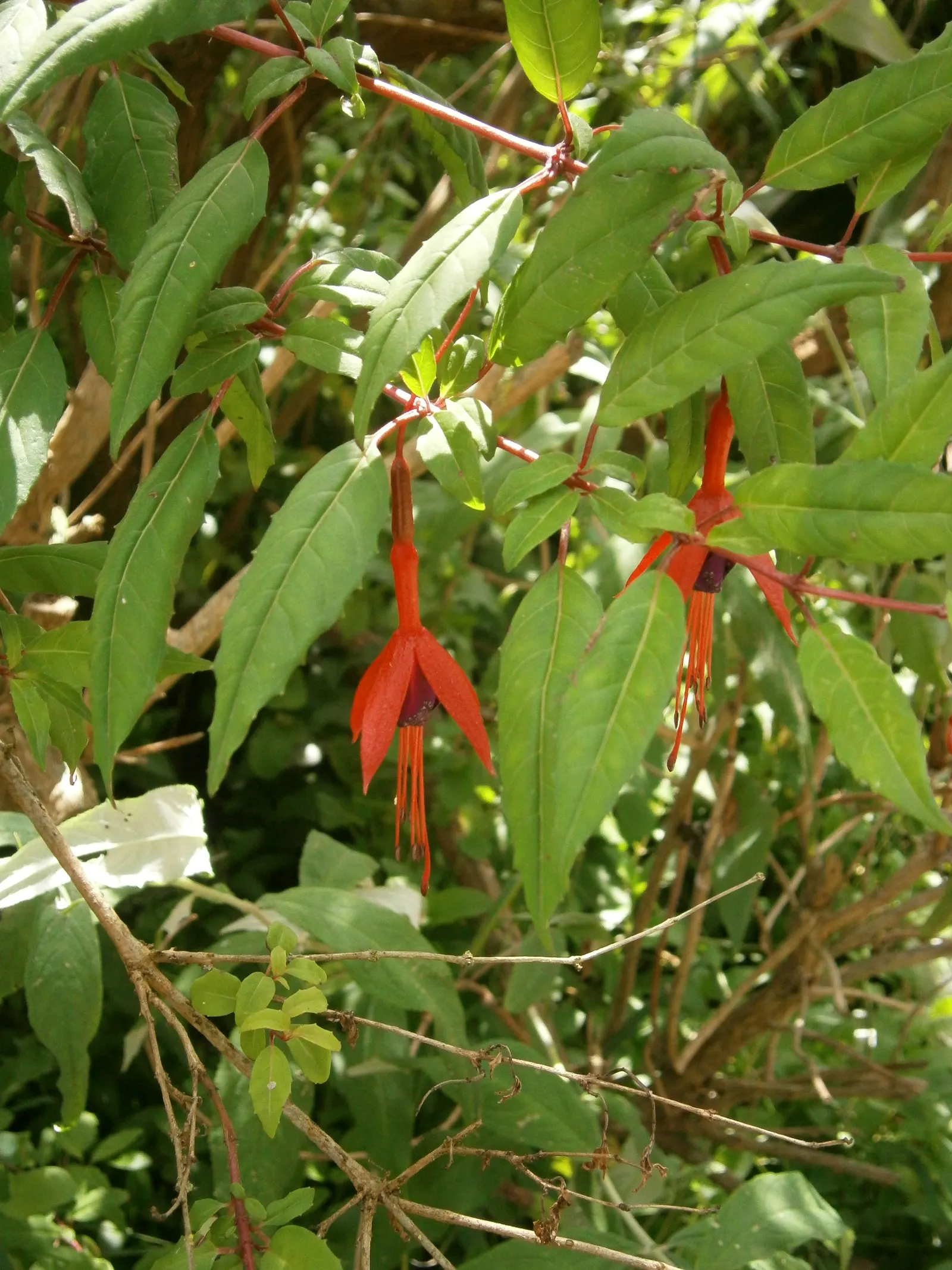 Hardy Fuchsia (Fuchsia Magellanica) — multi-colored and purple and red flowers in the garden; celebrated for its graceful