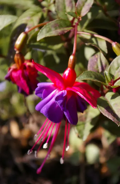 Hardy Fuchsia (Fuchsia Magellanica) — pendulous flowers that enliven gardens from mid-summer through fall; ideally, it should be planted in rich, image 65
