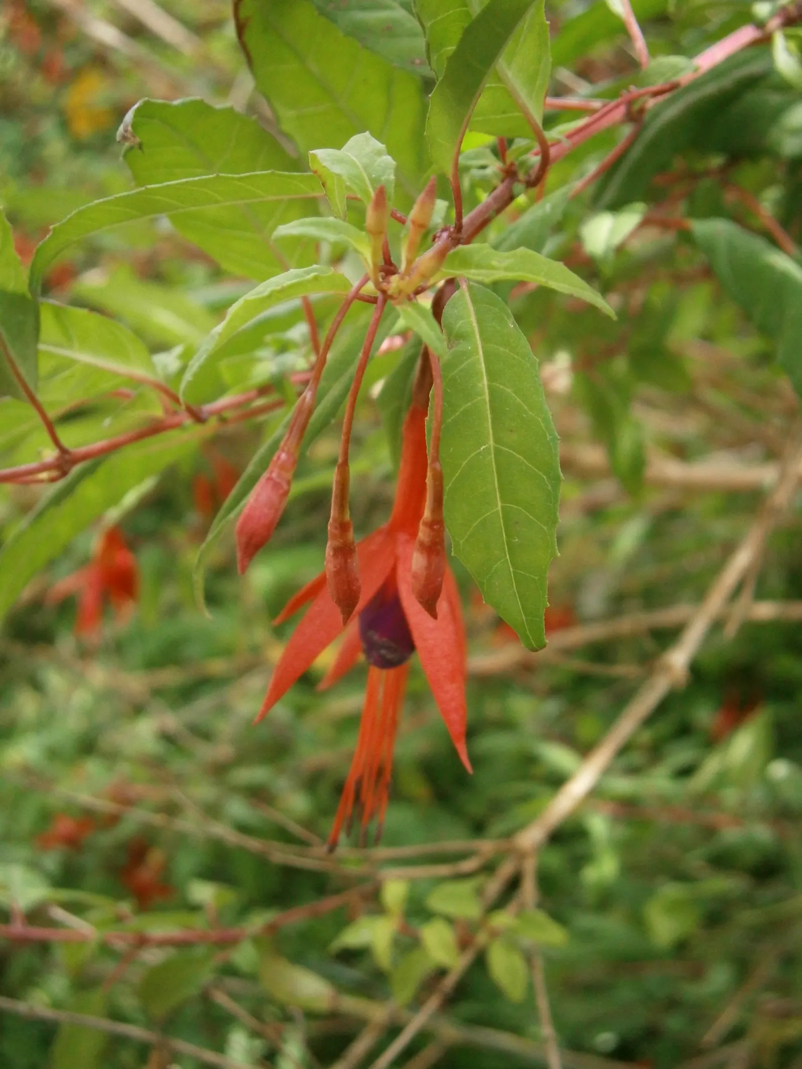 Hardy Fuchsia (Fuchsia Magellanica) — perennial / shrub with multi-colored and purple and red blooms