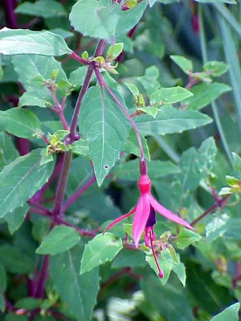 Hardy Fuchsia (Fuchsia Magellanica) — Hardy Fuchsia makes for a captivating addition to any garden design; with deep purple corollas and red sepals, image 78