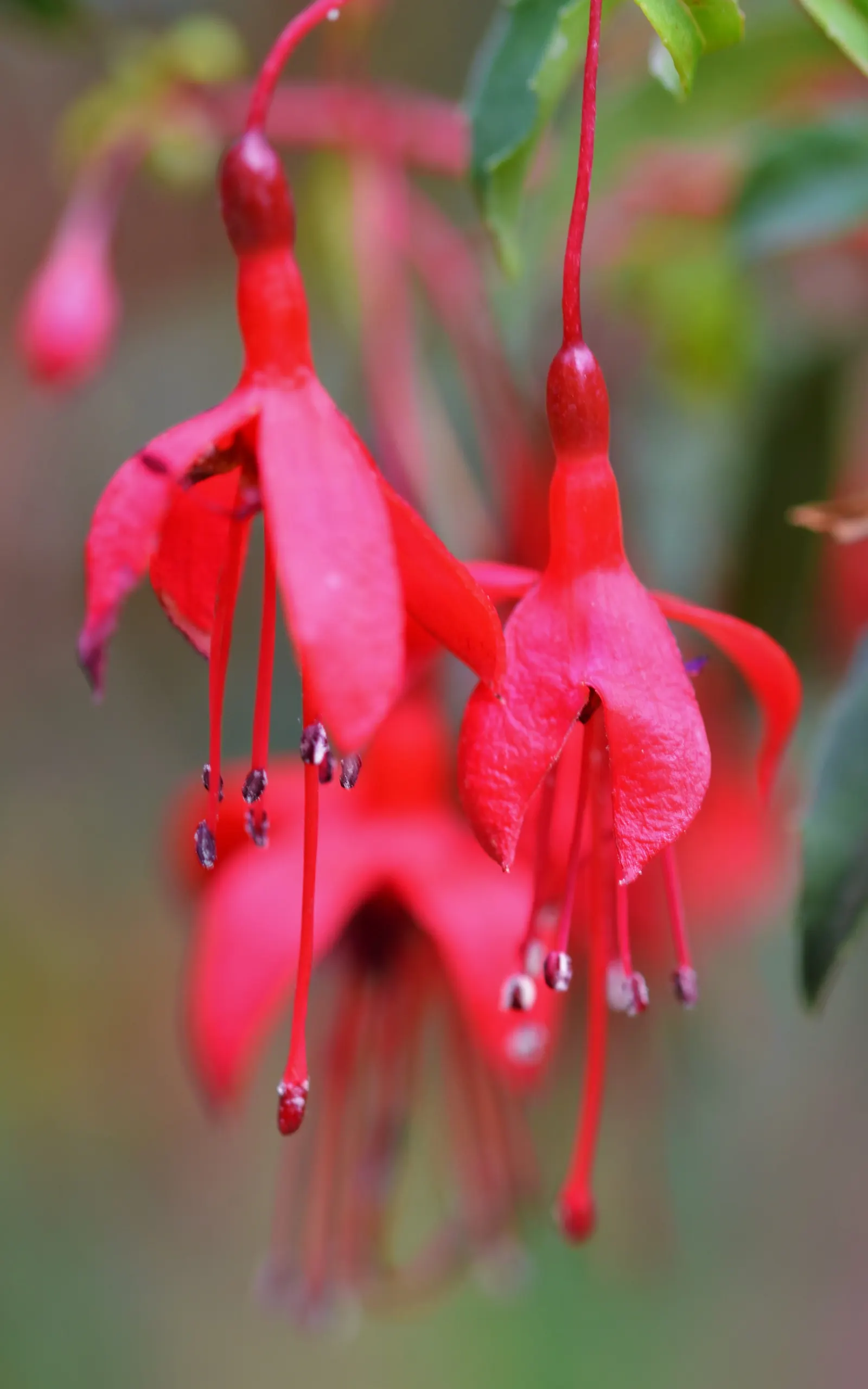 Hardy Fuchsia (Fuchsia Magellanica) — Prefers partial shade and moist, well-drained soil, image 59