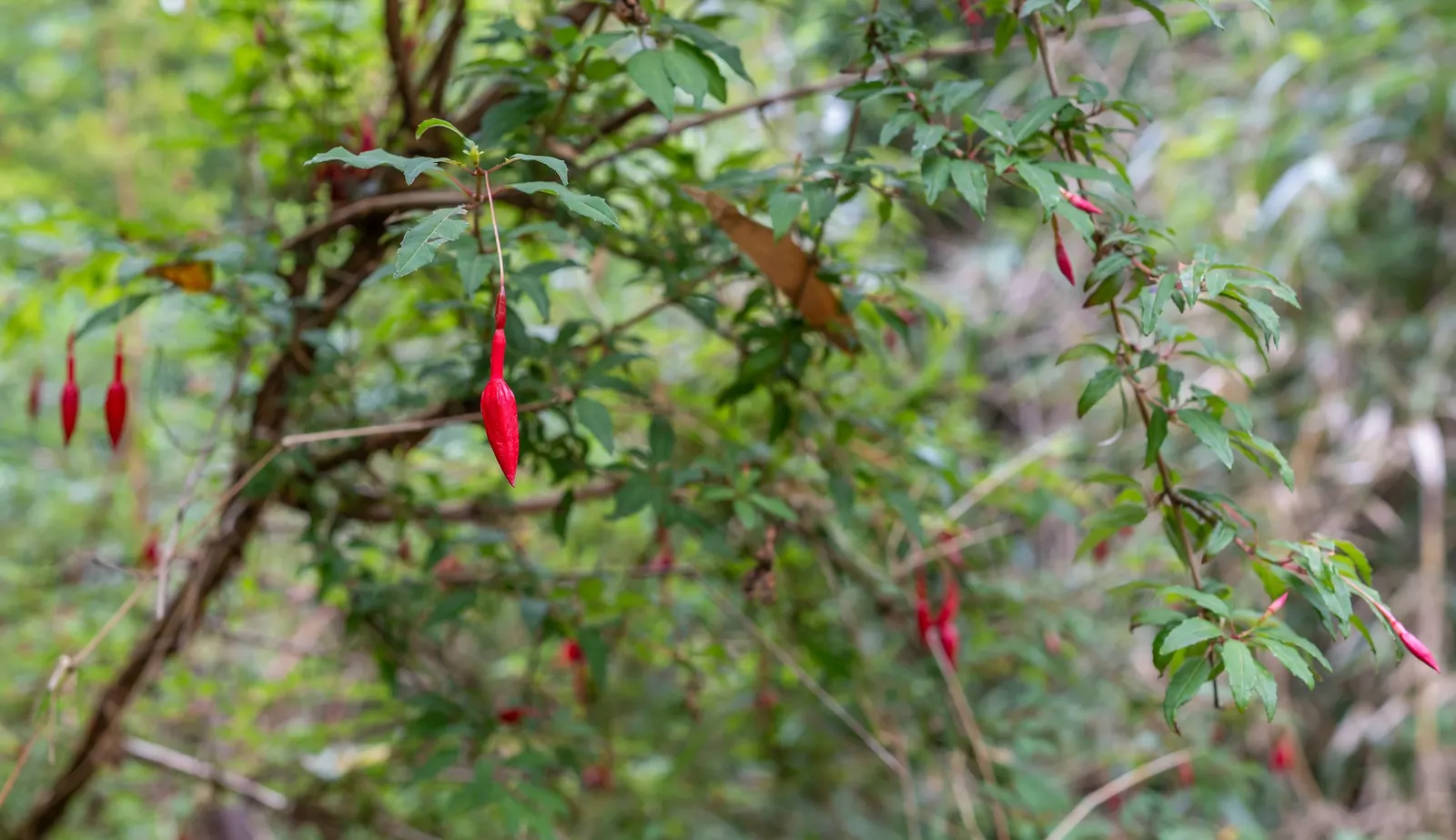 Hardy Fuchsia (Fuchsia Magellanica) — It reaches 4-10 feet in height with a spread of 4-5 feet; pendulous flowers that enliven gardens from, image 83