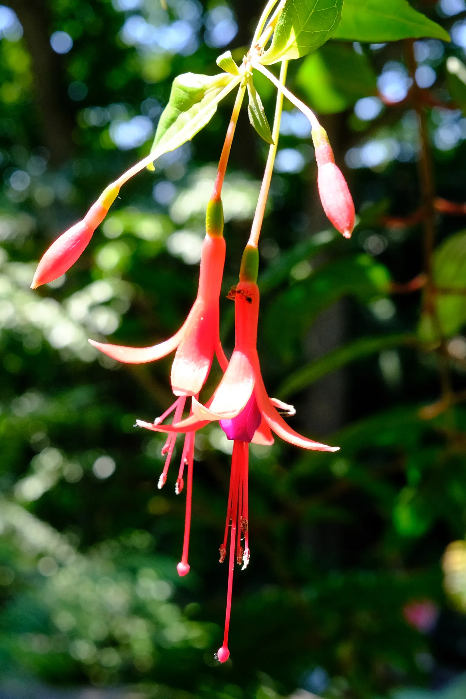 Hardy Fuchsia (Fuchsia Magellanica) — Hardy Fuchsia prefers a location with partial shade