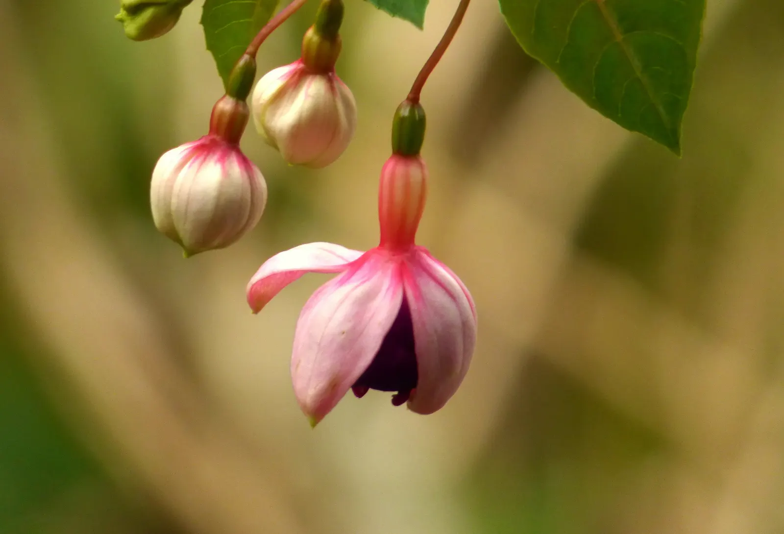 Hardy Fuchsia (Fuchsia Magellanica) — showing notable cold hardiness.<br><br>The plant exhibits slender, image 41