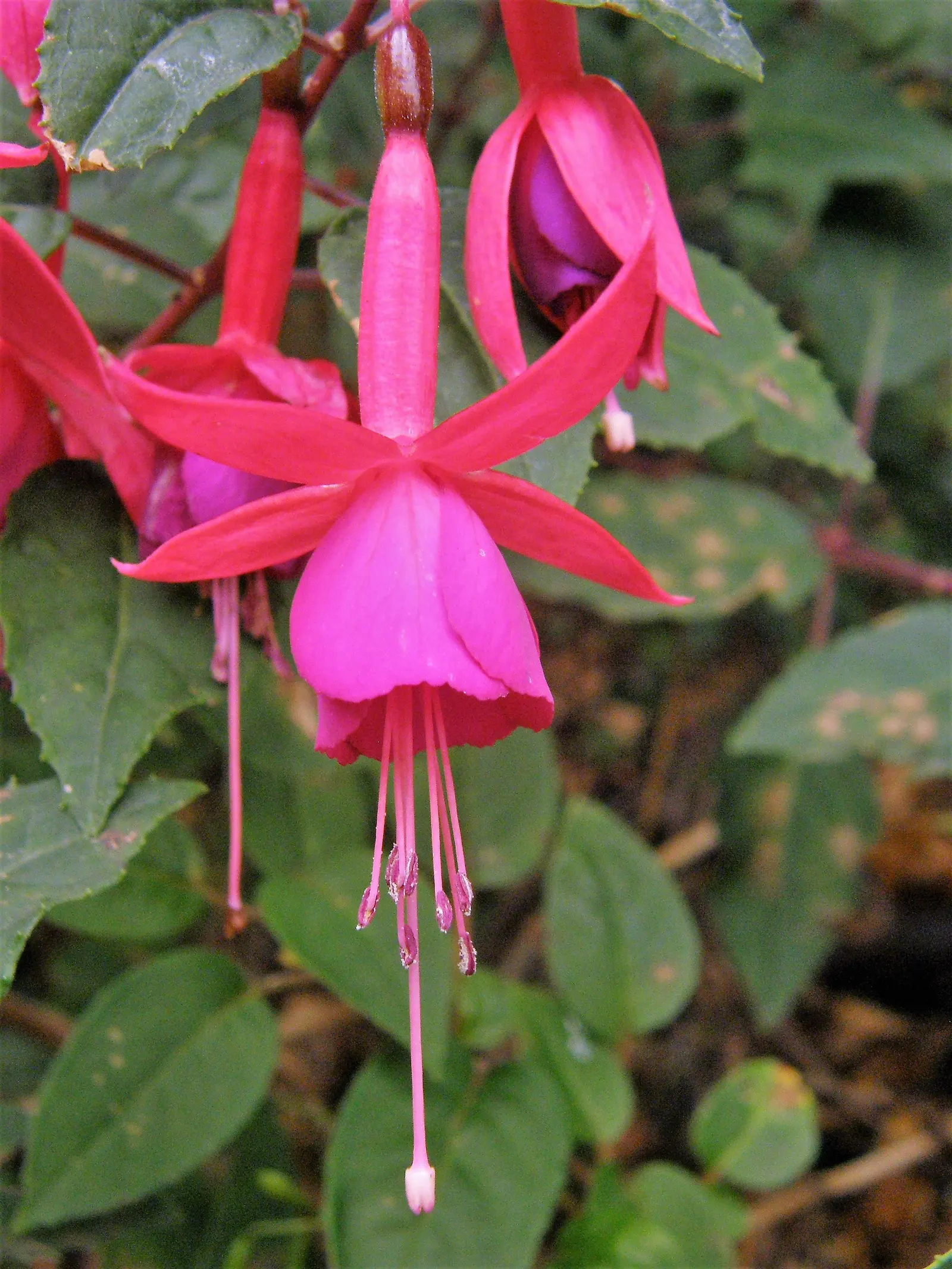 Hardy Fuchsia (Fuchsia Magellanica) — It offers an elegant, cascading habit when planted atop retaining walls or in elevated containers