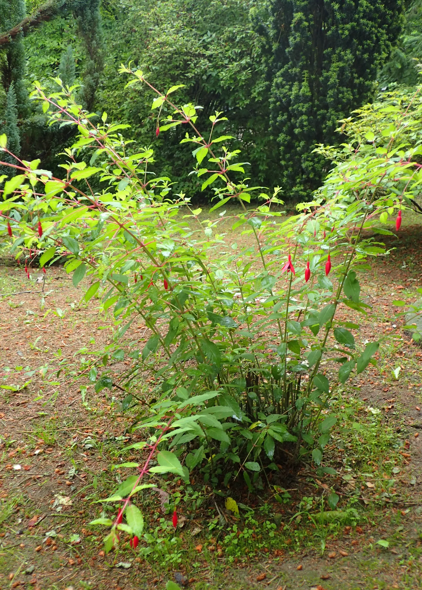 Hardy Fuchsia (Fuchsia Magellanica) — is a robust deciduous shrub