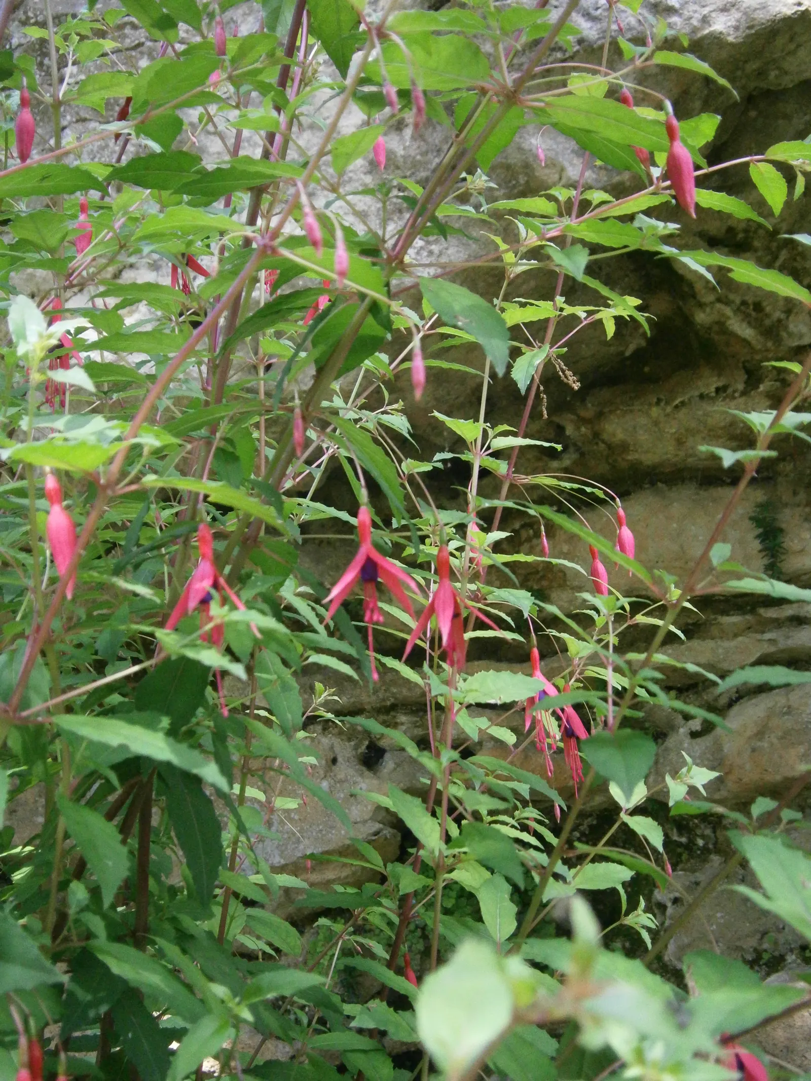 Hardy Fuchsia (Fuchsia Magellanica) — bloom profusely from summer to fall; multi-colored and purple and red flowers in the garden