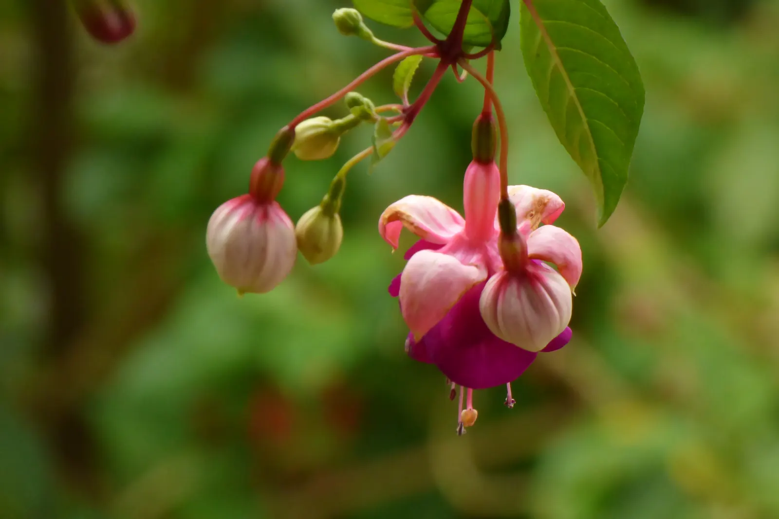 Hardy Fuchsia (Fuchsia Magellanica) — celebrated for its graceful