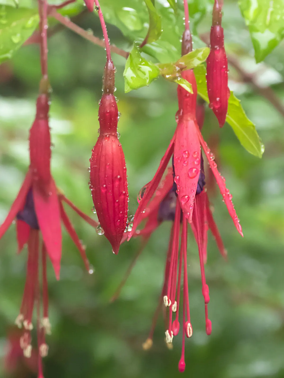 Hardy Fuchsia (Fuchsia Magellanica) — commonly referred to as Hardy Fuchsia; perennial / shrub with multi-colored and purple and red blooms, image 89
