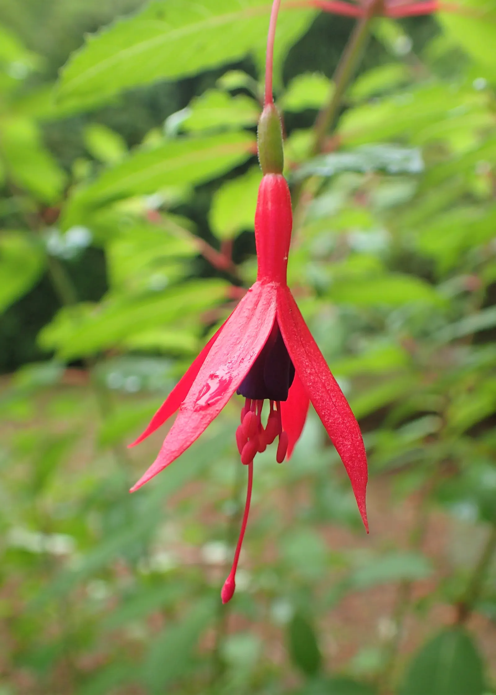 Hardy Fuchsia (Fuchsia Magellanica) — commonly referred to as Hardy Fuchsia; perennial / shrub with multi-colored and purple and red blooms