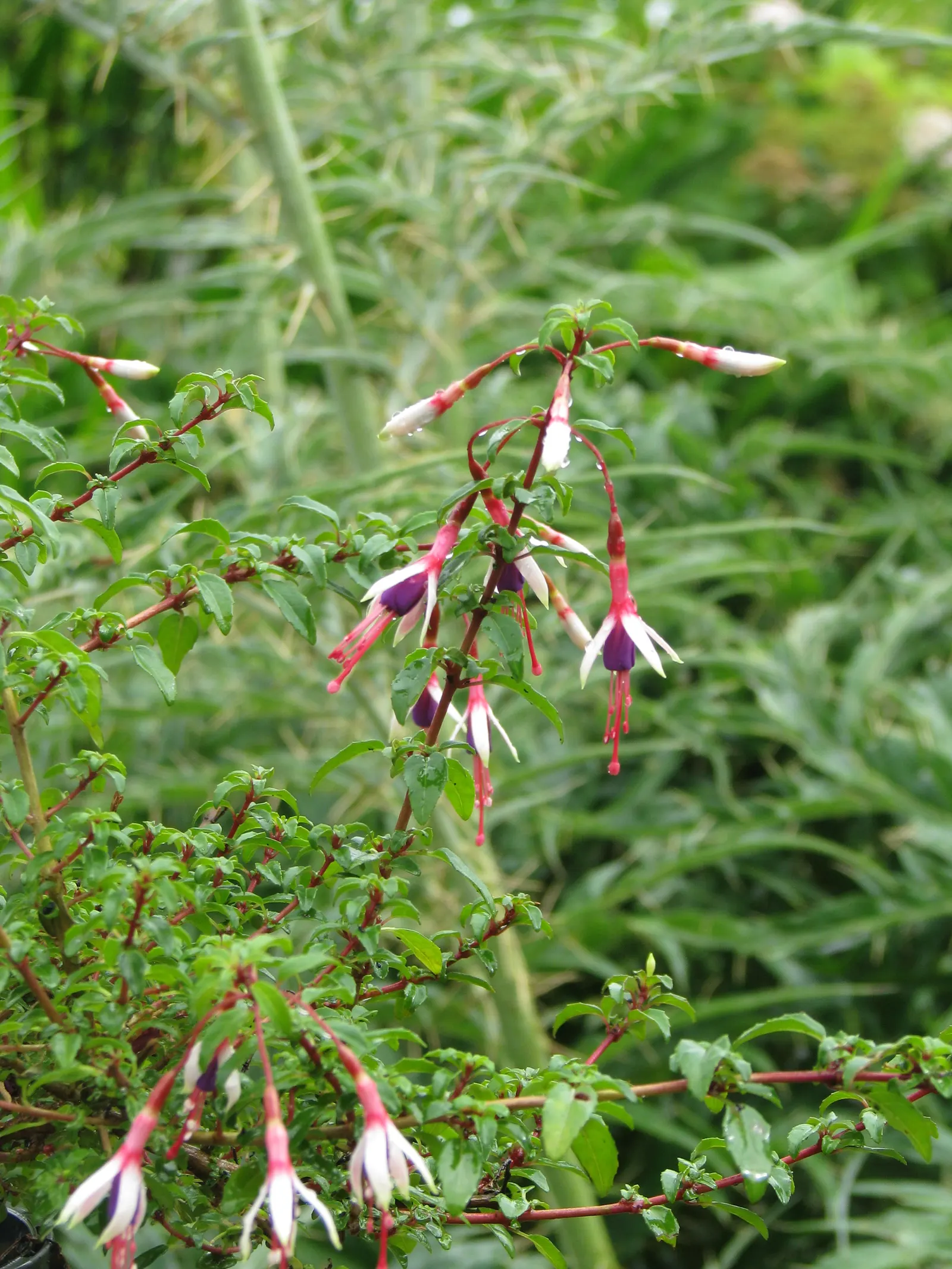 Hardy Fuchsia (Fuchsia Magellanica) — It offers an elegant, cascading habit when planted atop retaining walls or in elevated containers; the foliage is a lush