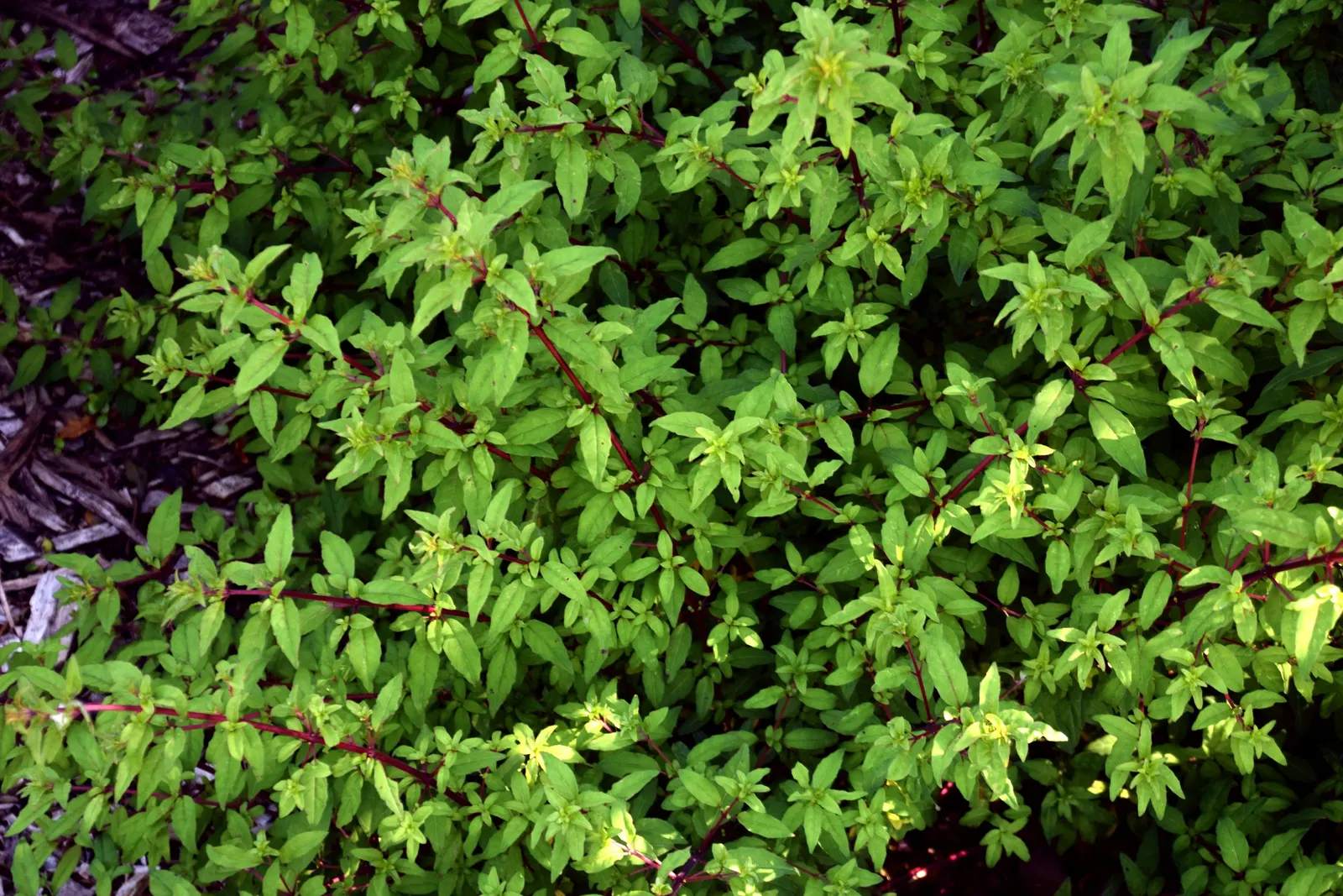 Hardy Fuchsia (Fuchsia Magellanica) — The foliage is a lush deep green which can add a vibrant backdrop to any garden composition