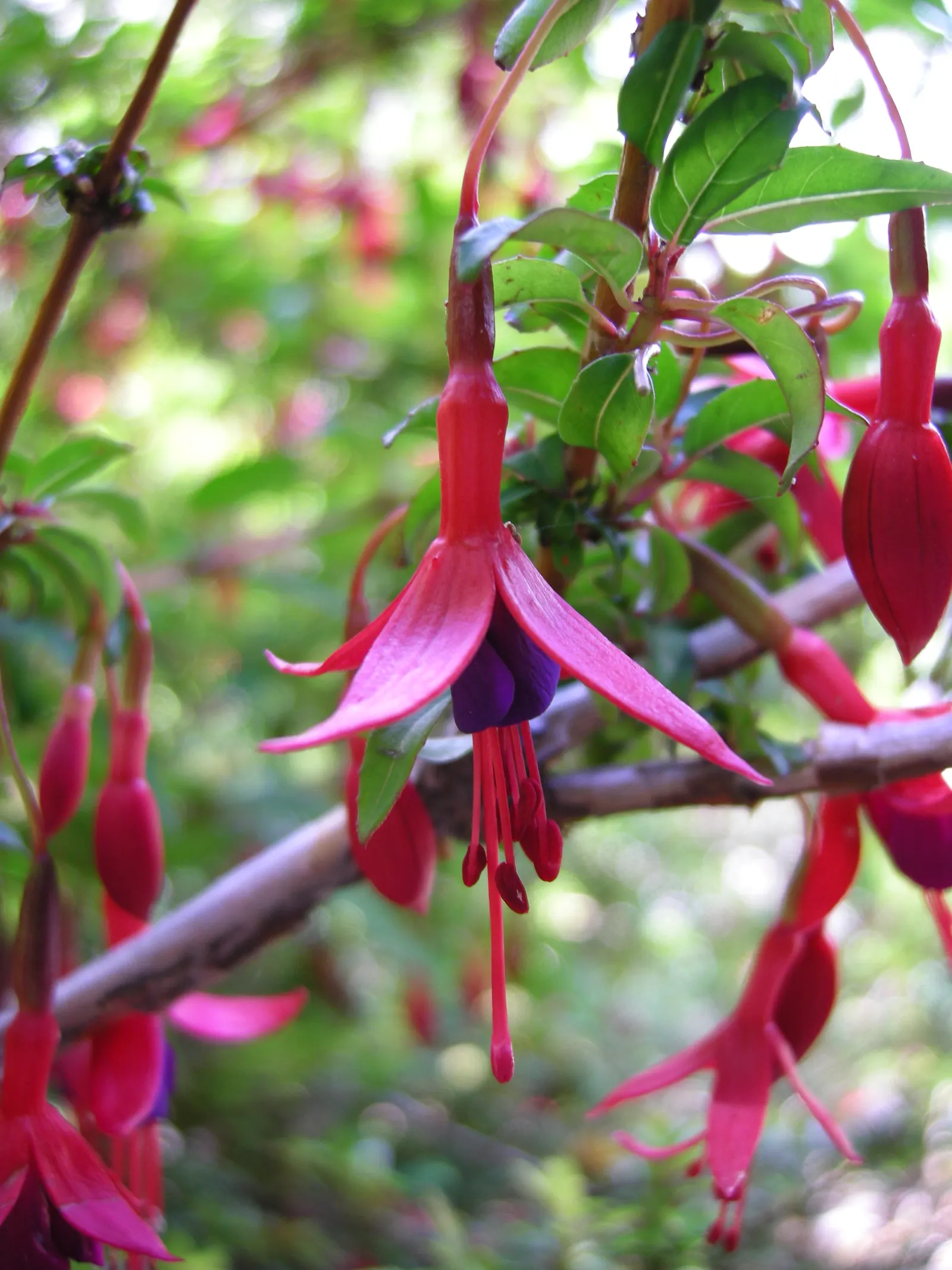 Hardy Fuchsia (Fuchsia Magellanica) — this resilient species thrives in USDA Hardiness Zones 6 to 9; prune in spring for a robust display