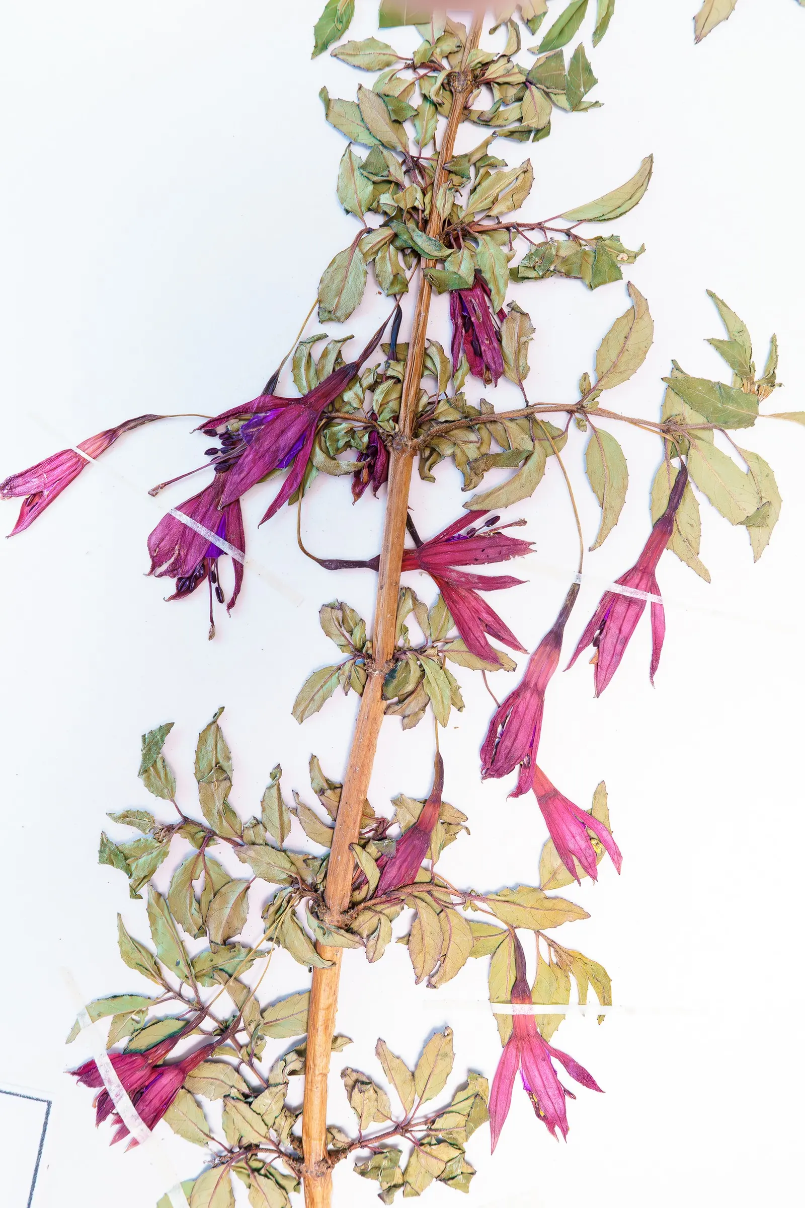 Hardy Fuchsia (Fuchsia Magellanica) — Prune in spring for a robust display; though it can tolerate full sun in cooler climates, image 61