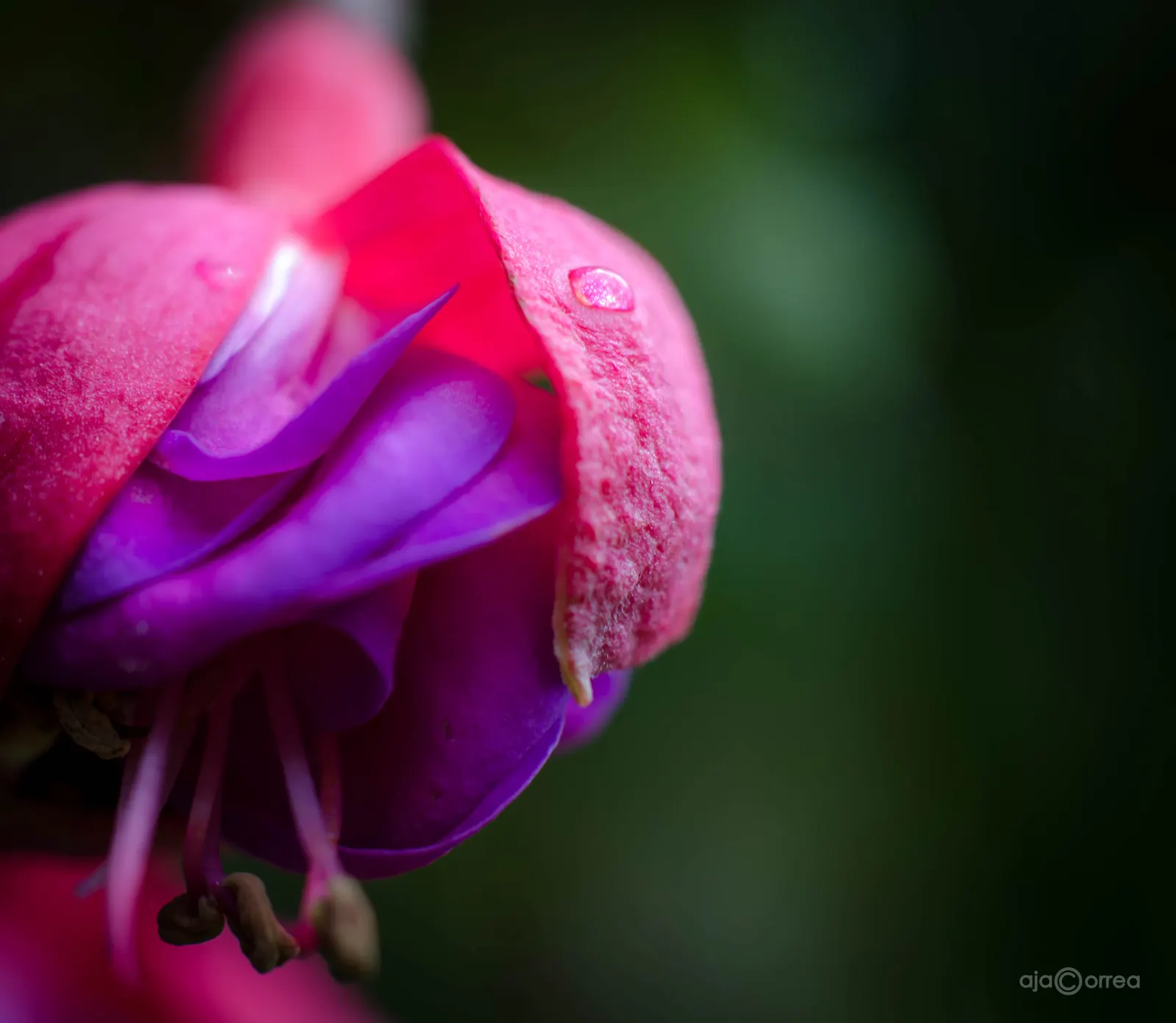 Hardy Fuchsia (Fuchsia Magellanica) — Ideal for borders or as an accent plant; typically reaching heights of 4 to 10 feet with a spread of 4 to 5, image 60