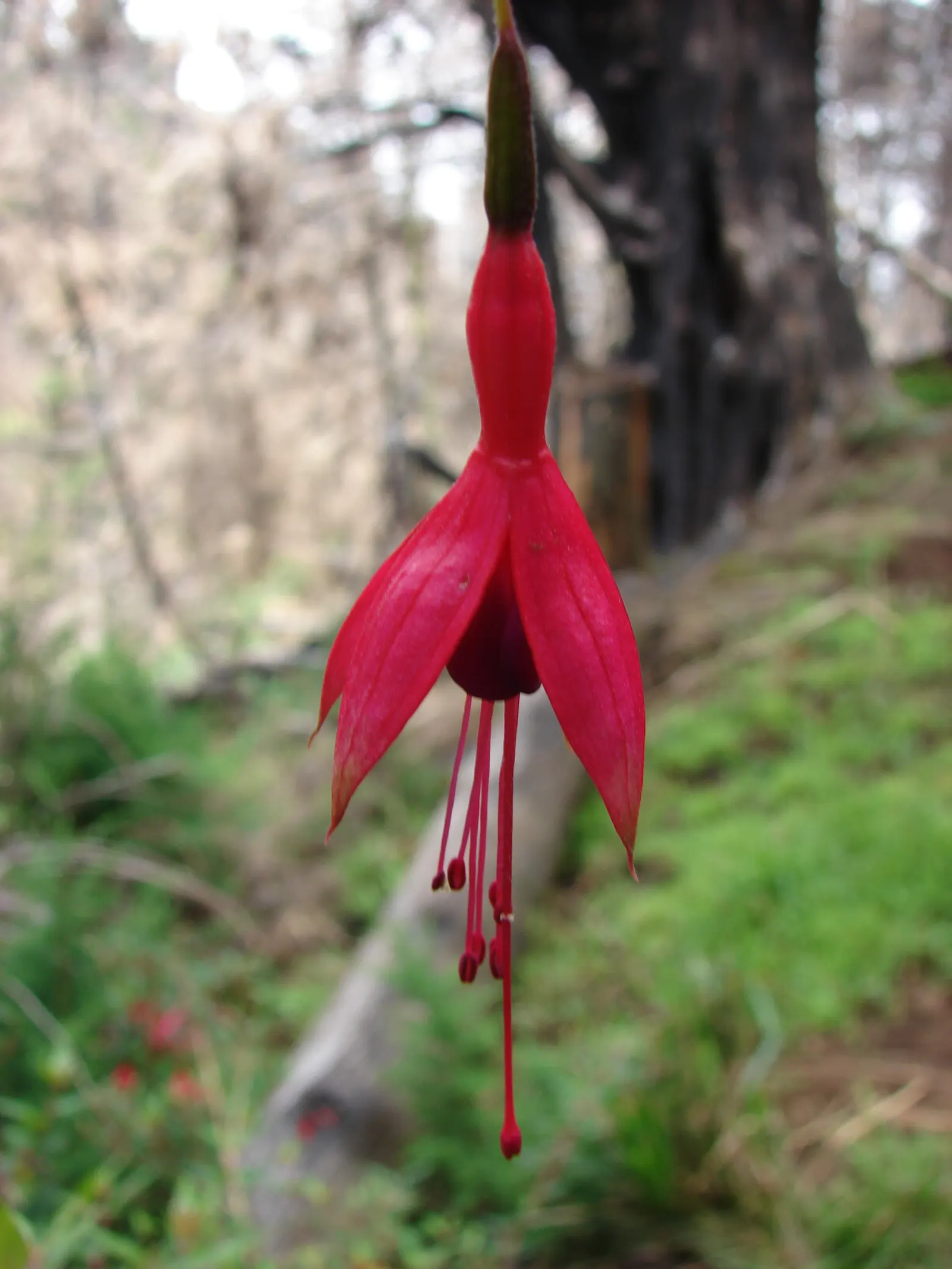Hardy Fuchsia (Fuchsia Magellanica) — Ideally, it should be planted in rich, moist, well-drained soil