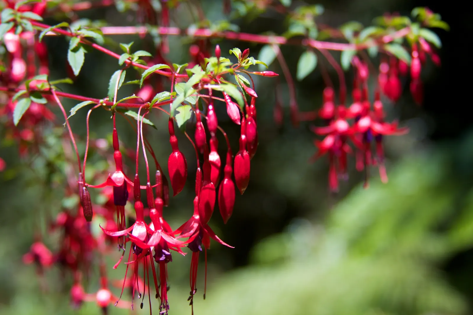 Hardy Fuchsia (Fuchsia Magellanica) — Typically reaching heights of 4 to 10 feet with a spread of 4 to 5 feet; perennial / shrub for half or shade