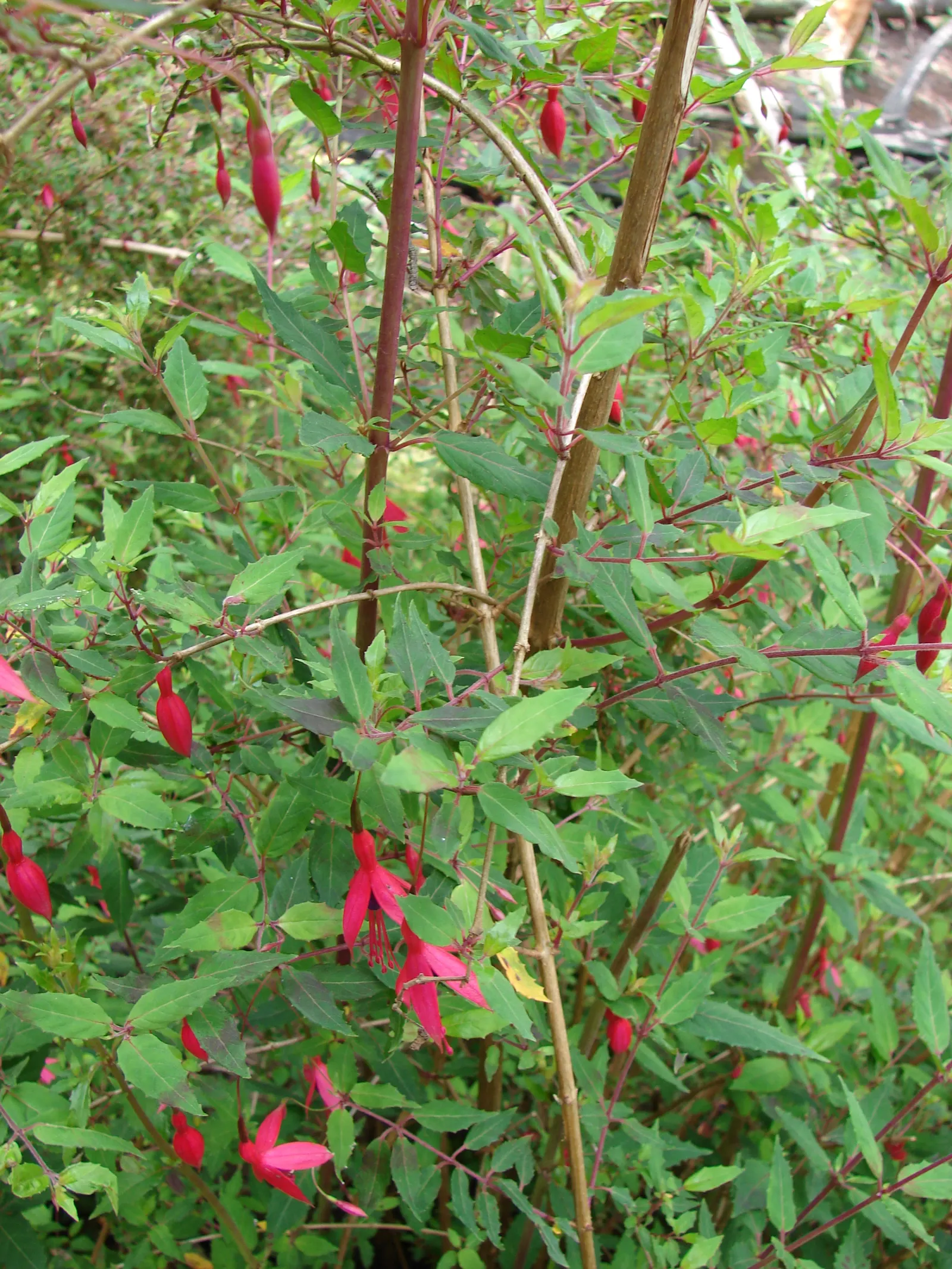 Hardy Fuchsia (Fuchsia Magellanica) — pendulous flowers that enliven gardens from mid-summer through fall; ideally, it should be planted in rich, moist