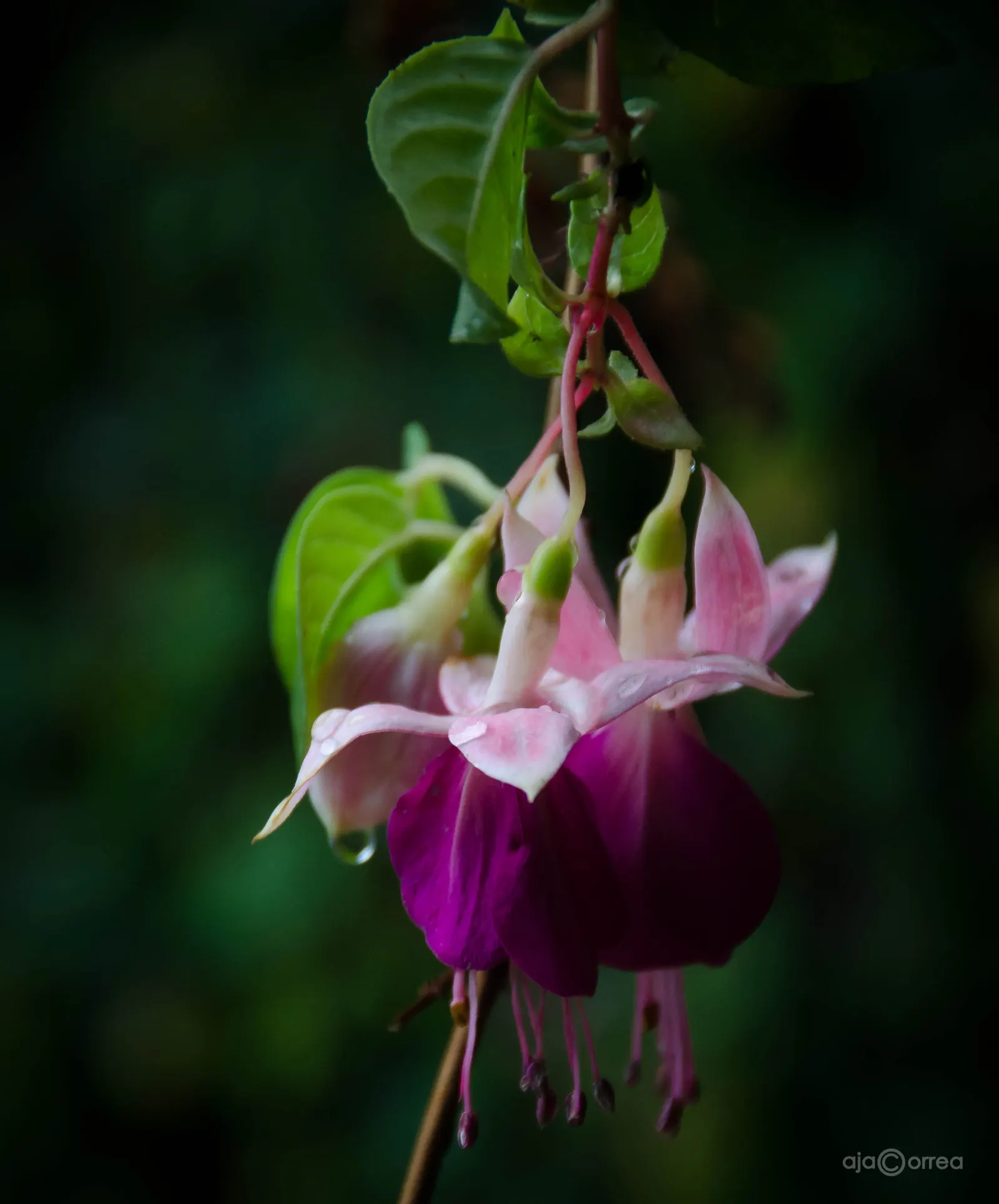 Hardy Fuchsia (Fuchsia Magellanica) — Hardy Fuchsia makes for a captivating addition to any garden design; with deep purple corollas and red sepals