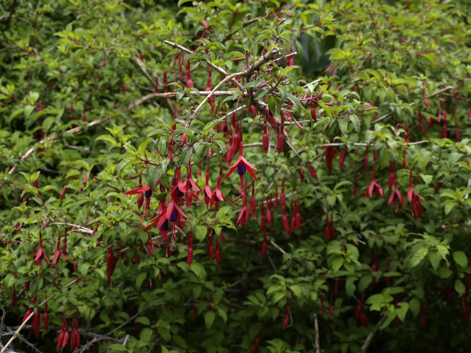 Hardy Fuchsia (Fuchsia Magellanica) — though it can tolerate full sun in cooler climates; it offers an elegant, cascading habit when planted atop, image 73