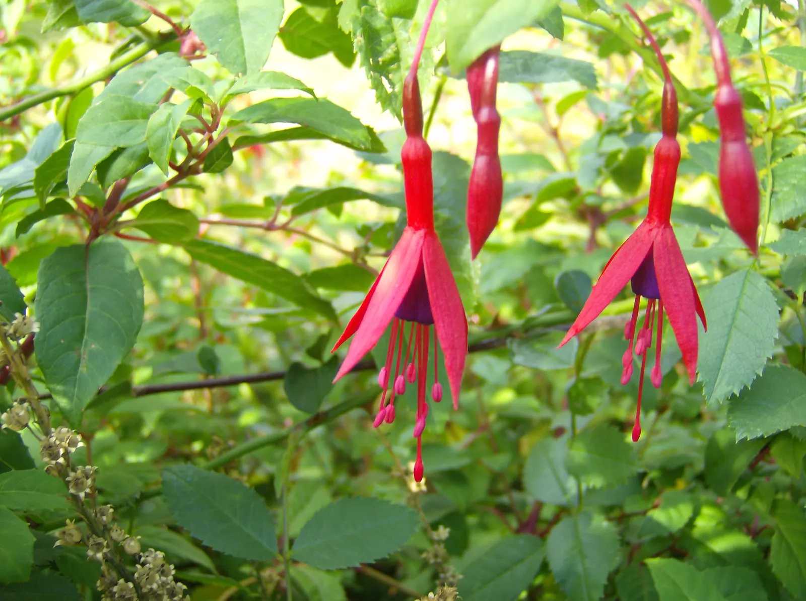 Hardy Fuchsia (Fuchsia Magellanica) — Prune in spring for a robust display; though it can tolerate full sun in cooler climates, image 88
