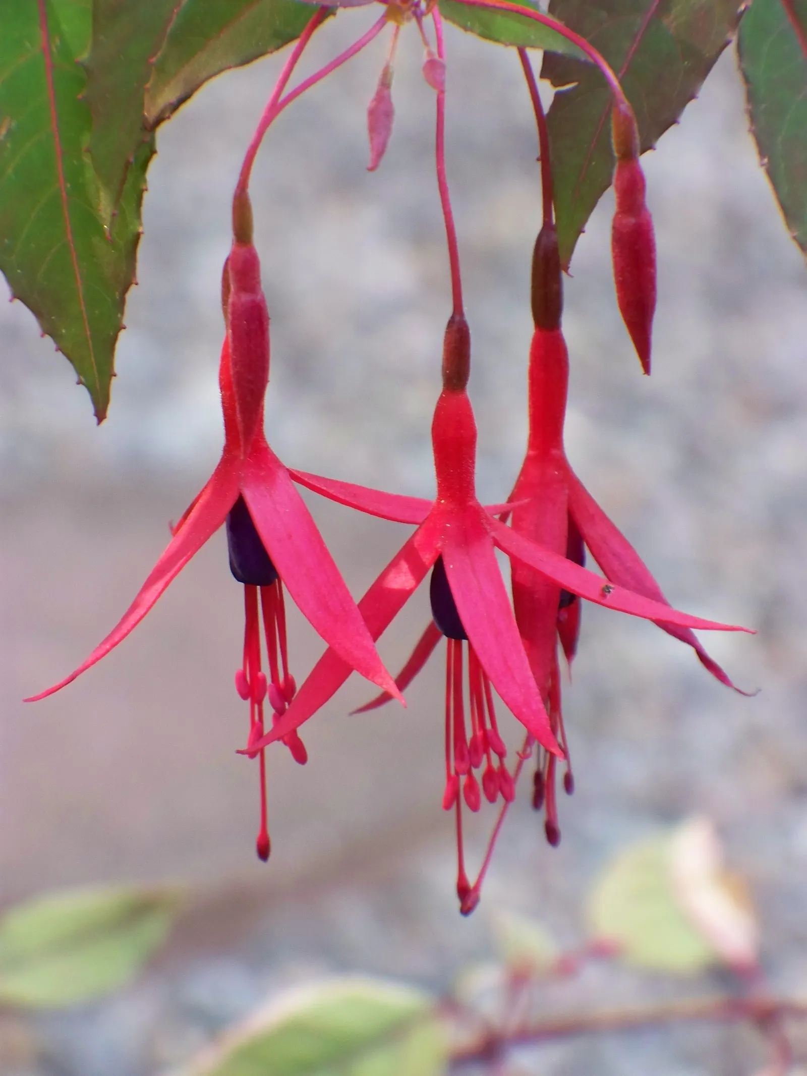 Hardy Fuchsia (Fuchsia Magellanica) — with deep purple corollas and red sepals