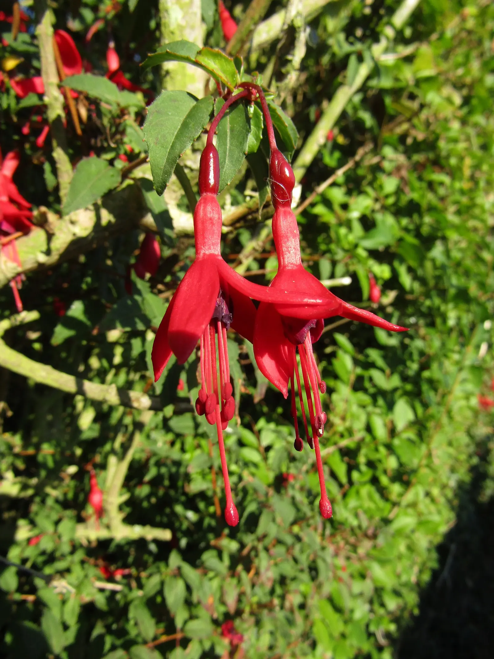 Hardy Fuchsia (Fuchsia Magellanica) — perennial / shrub with multi-colored and purple and red blooms; elongated sepals that bleed into bell-shaped, image 80