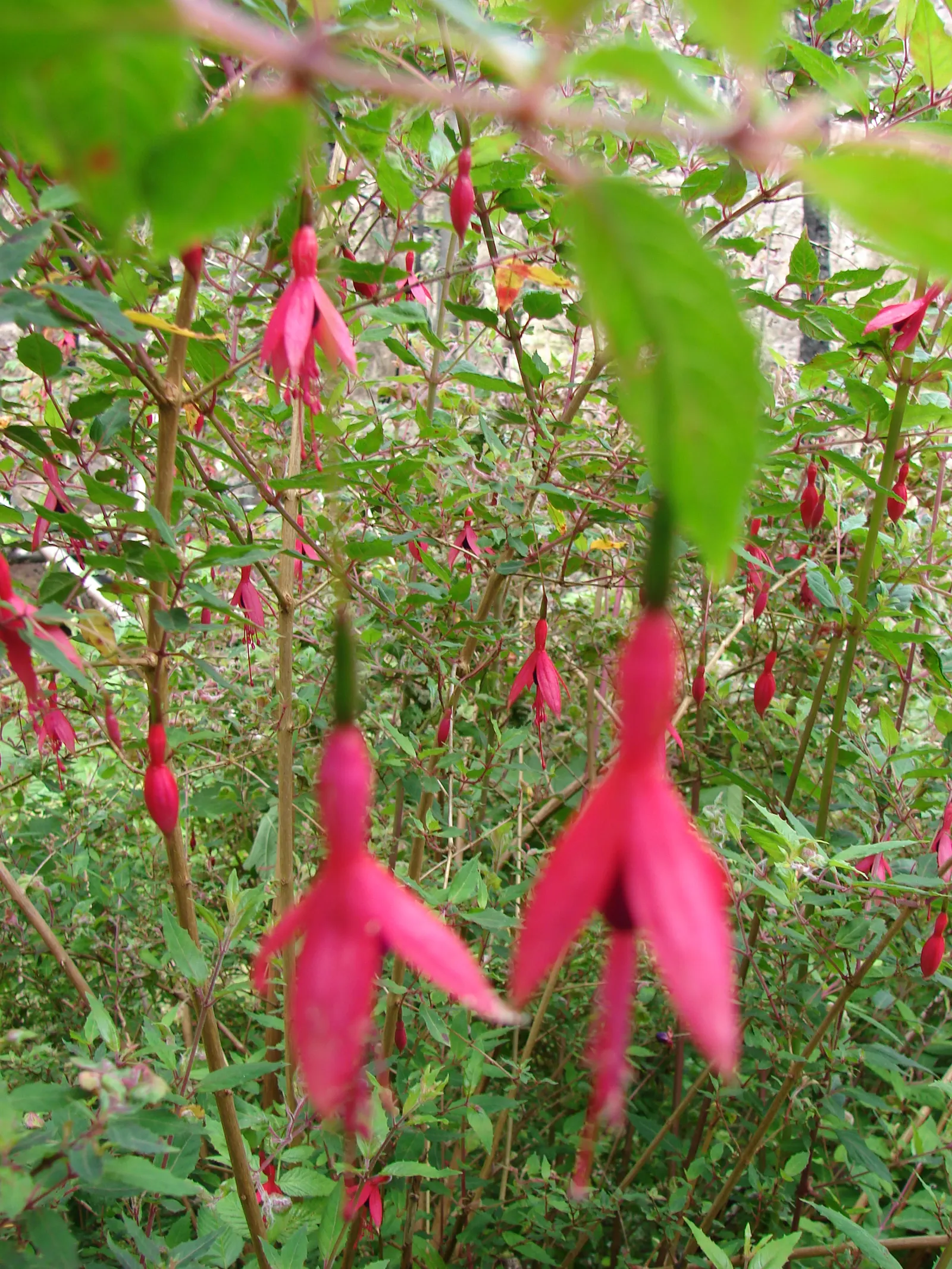Hardy Fuchsia (Fuchsia Magellanica) — bloom profusely from summer to fall