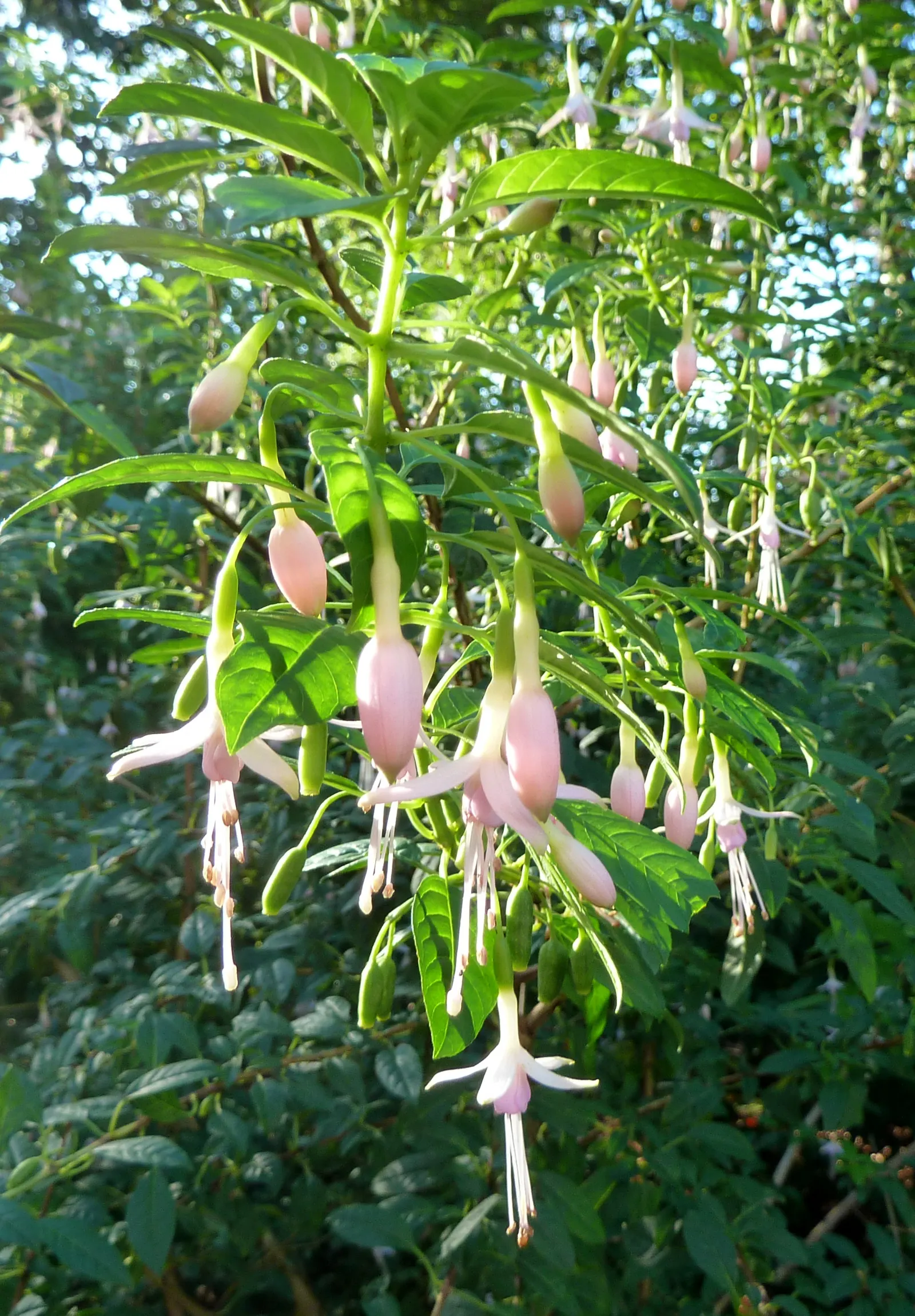 Hardy Fuchsia (Fuchsia Magellanica) — The foliage is a lush deep green which can add a vibrant backdrop to any garden composition; the Hardy Fuchsia (Fuchsia