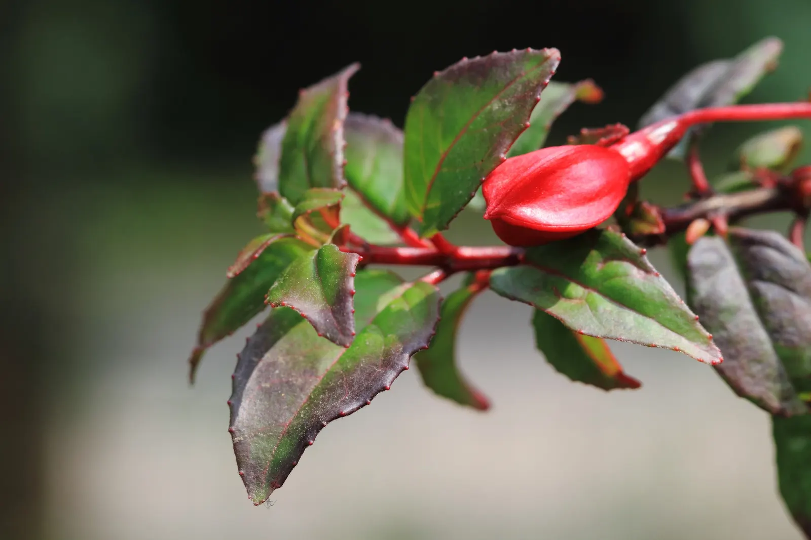 Hardy Fuchsia (Fuchsia Magellanica) — with deep purple corollas and red sepals; hardy Fuchsia prefers a location with partial shade, image 57