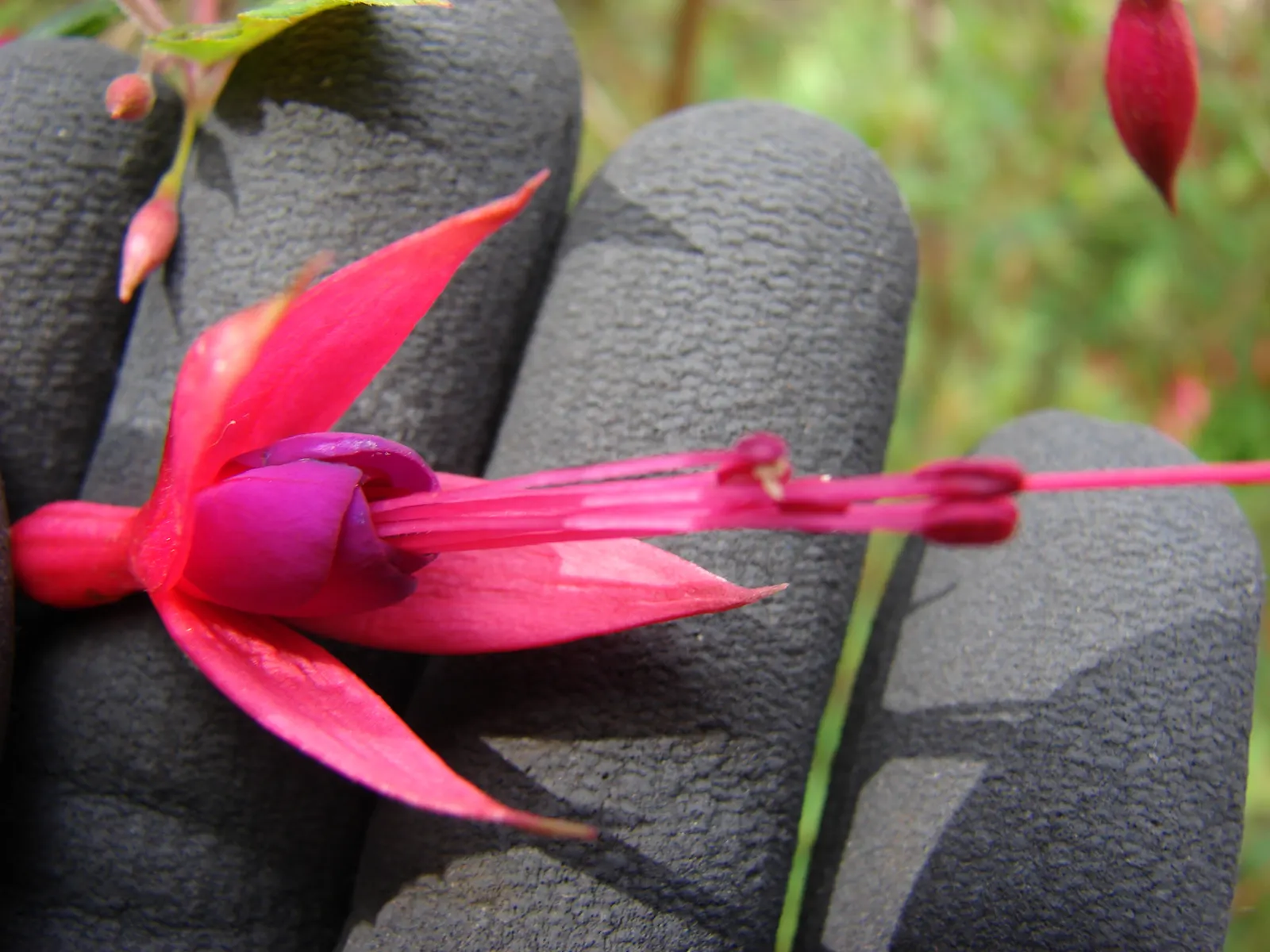Hardy Fuchsia (Fuchsia Magellanica) — With its showy flowers and versatility in the landscape, image 50