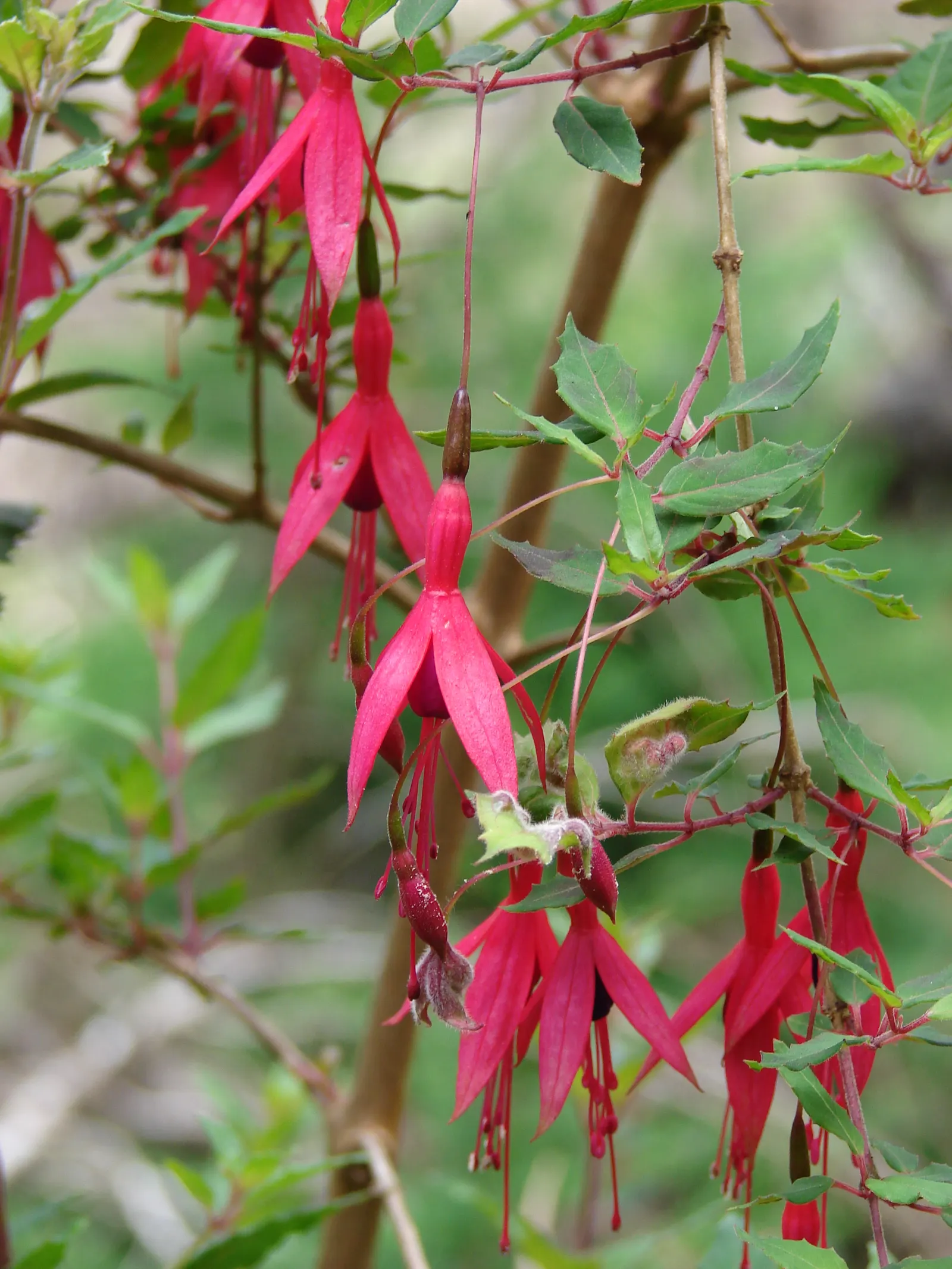 Hardy Fuchsia (Fuchsia Magellanica) — Typically reaching heights of 4 to 10 feet with a spread of 4 to 5 feet