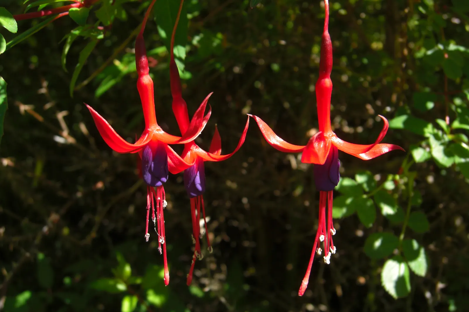 Hardy Fuchsia (Fuchsia Magellanica) — Ideal for borders or as an accent plant; typically reaching heights of 4 to 10 feet with a spread of 4 to 5 feet