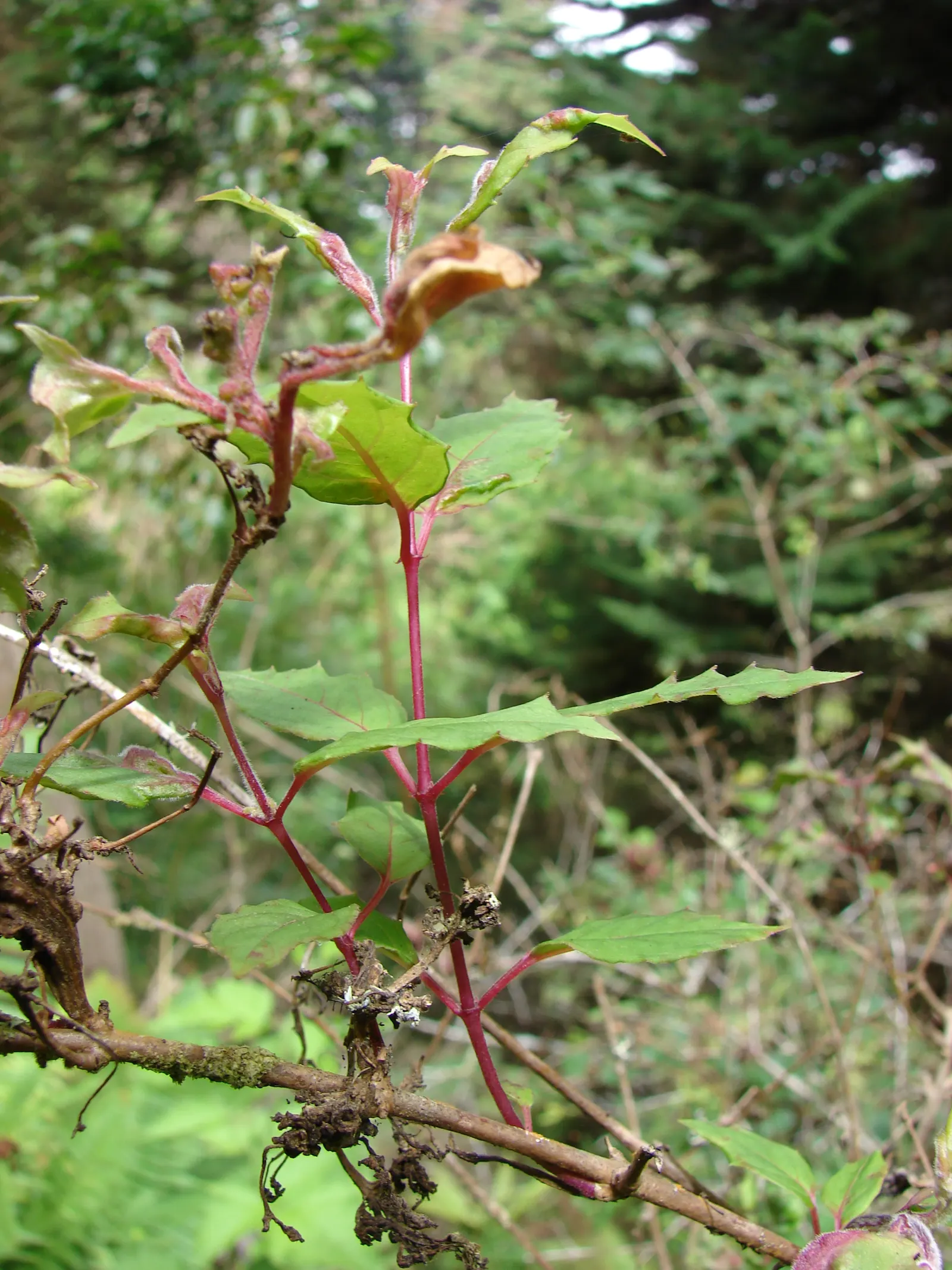 Hardy Fuchsia (Fuchsia Magellanica) — Prefers partial shade and moist, well-drained soil, image 32
