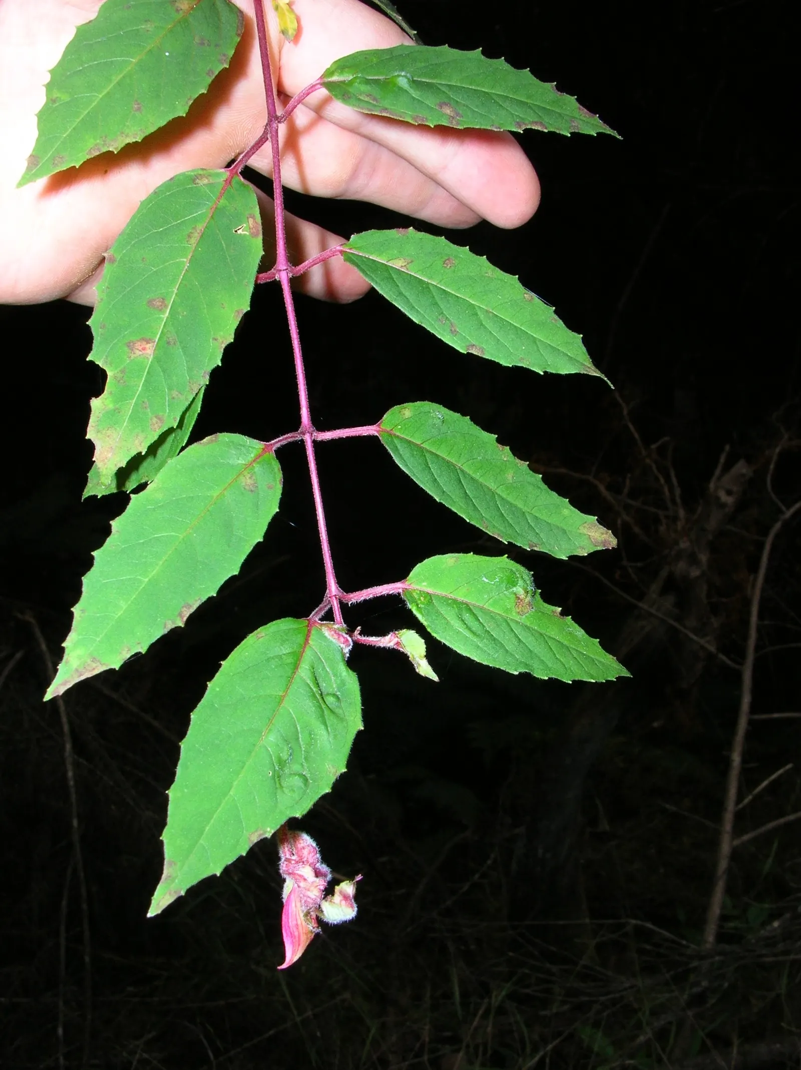 Hardy Fuchsia (Fuchsia Magellanica) — this resilient species thrives in USDA Hardiness Zones 6 to 9