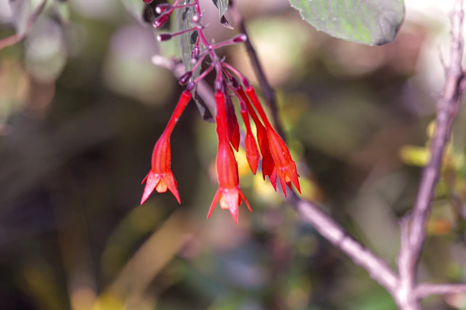 Hardy Fuchsia (Fuchsia Magellanica) — perennial / shrub with multi-colored and purple and red blooms; elongated sepals that bleed into bell-shaped