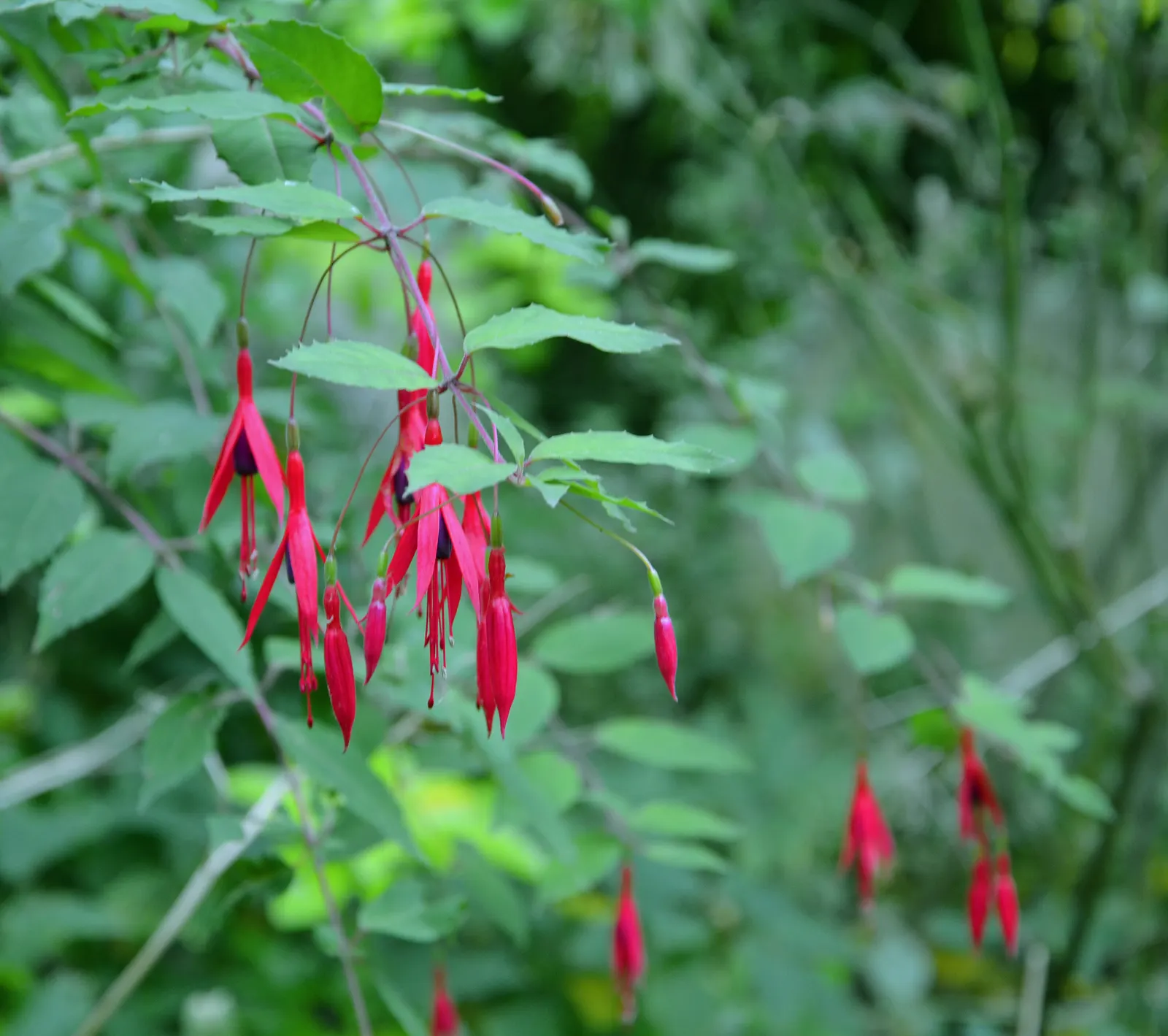 Hardy Fuchsia (Fuchsia Magellanica) — this resilient species thrives in USDA Hardiness Zones 6 to 9; prune in spring for a robust display, image 67