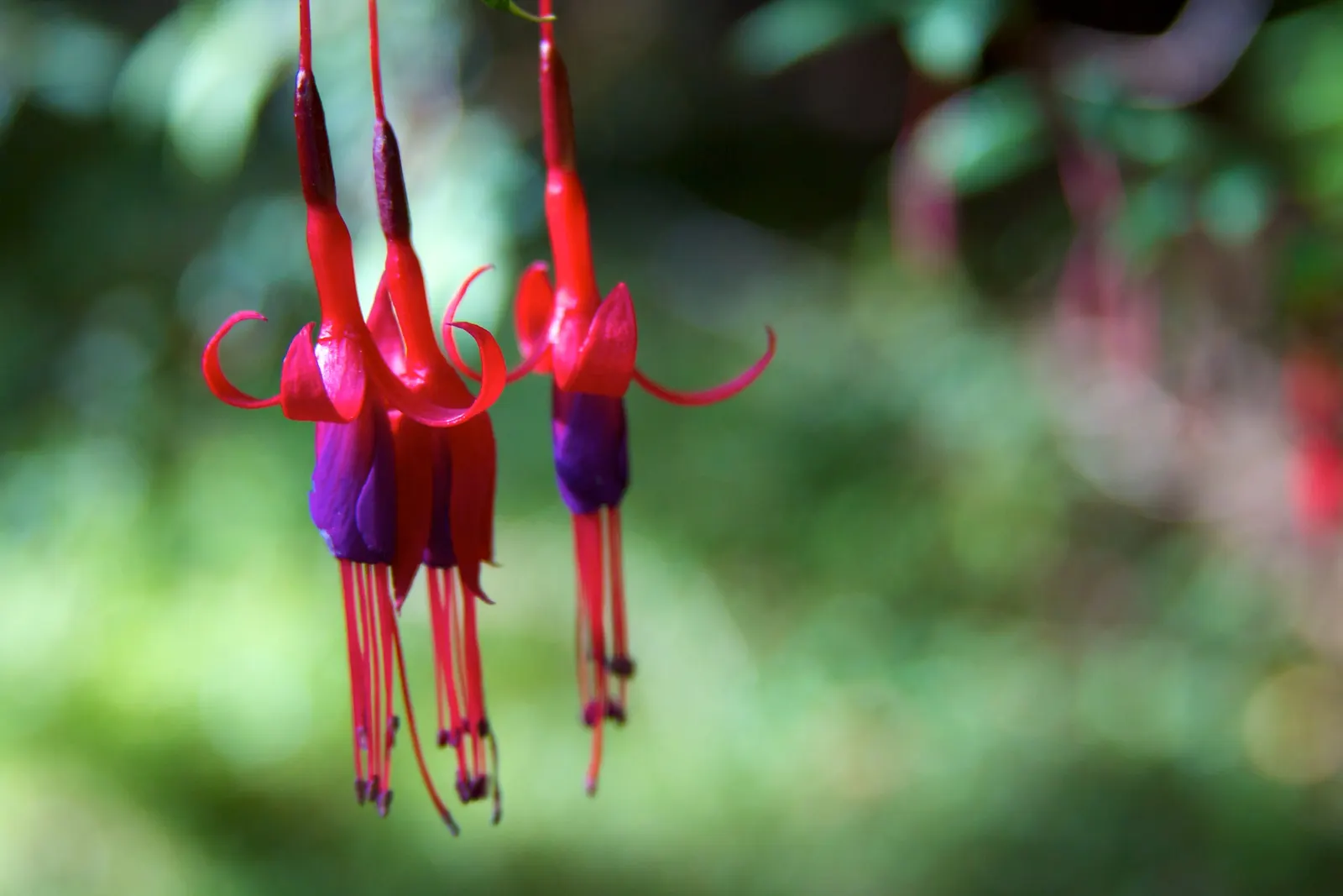 Hardy Fuchsia (Fuchsia Magellanica) — elongated sepals that bleed into bell-shaped; commonly referred to as Hardy Fuchsia