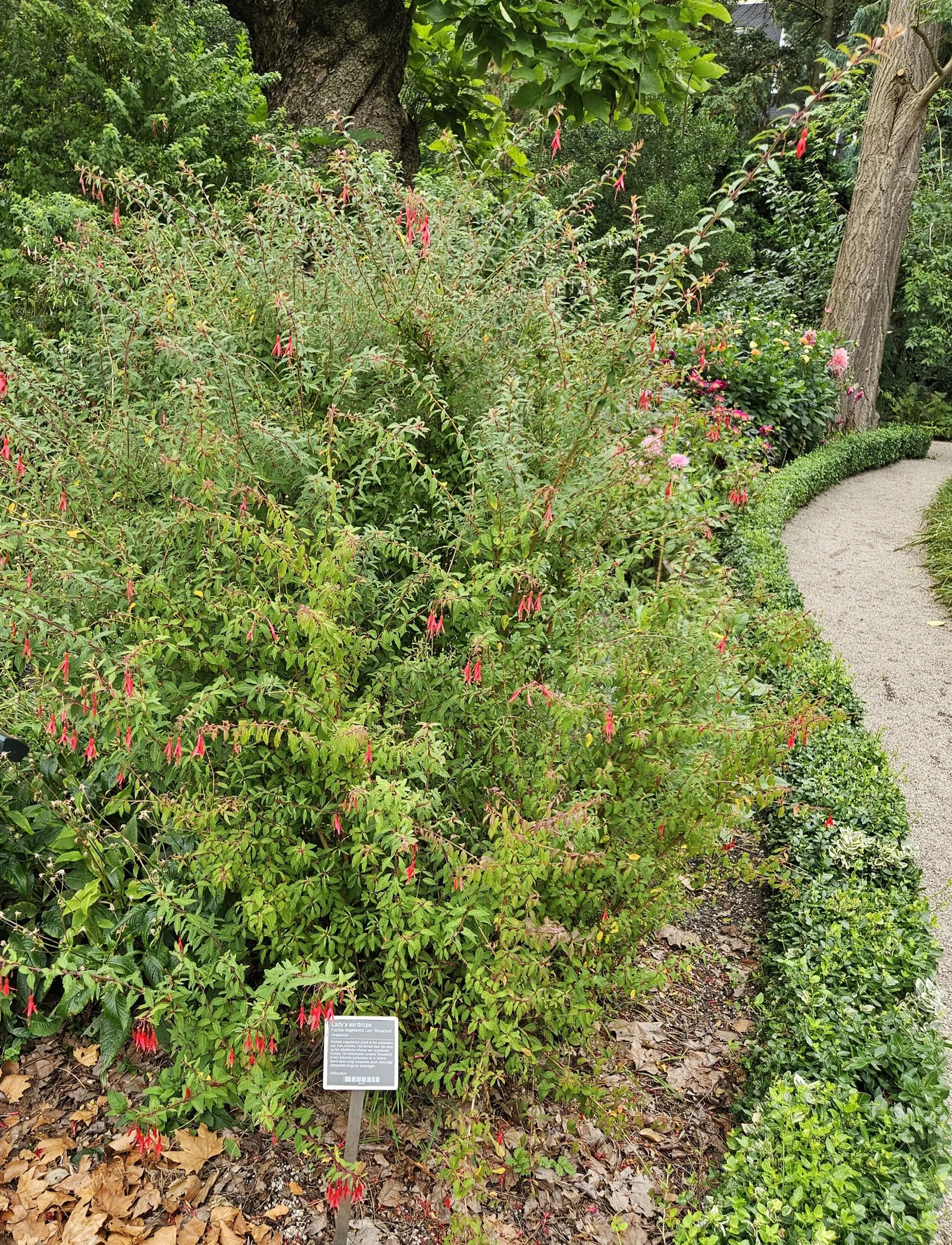 Hardy Fuchsia (Fuchsia Magellanica) — Typically reaching heights of 4 to 10 feet with a spread of 4 to 5 feet; perennial / shrub for half or shade, image 66