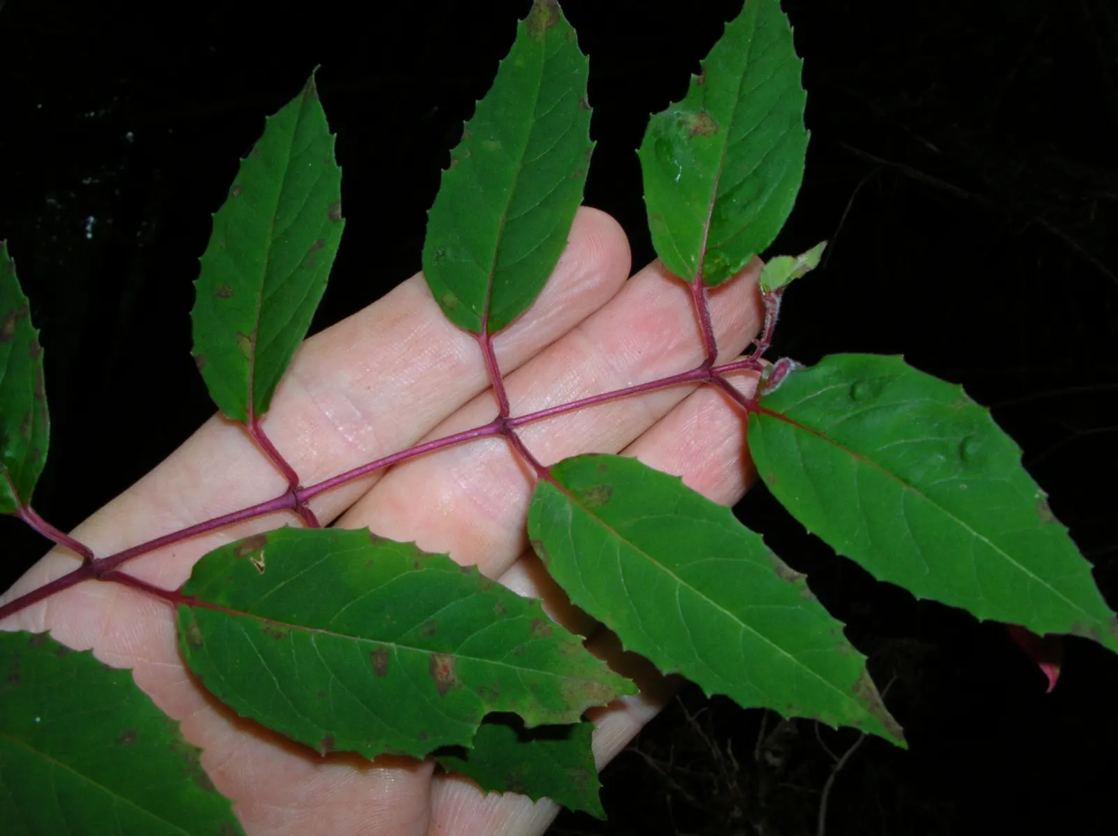 Hardy Fuchsia (Fuchsia Magellanica) — this plant attracts hummingbirds and butterflies